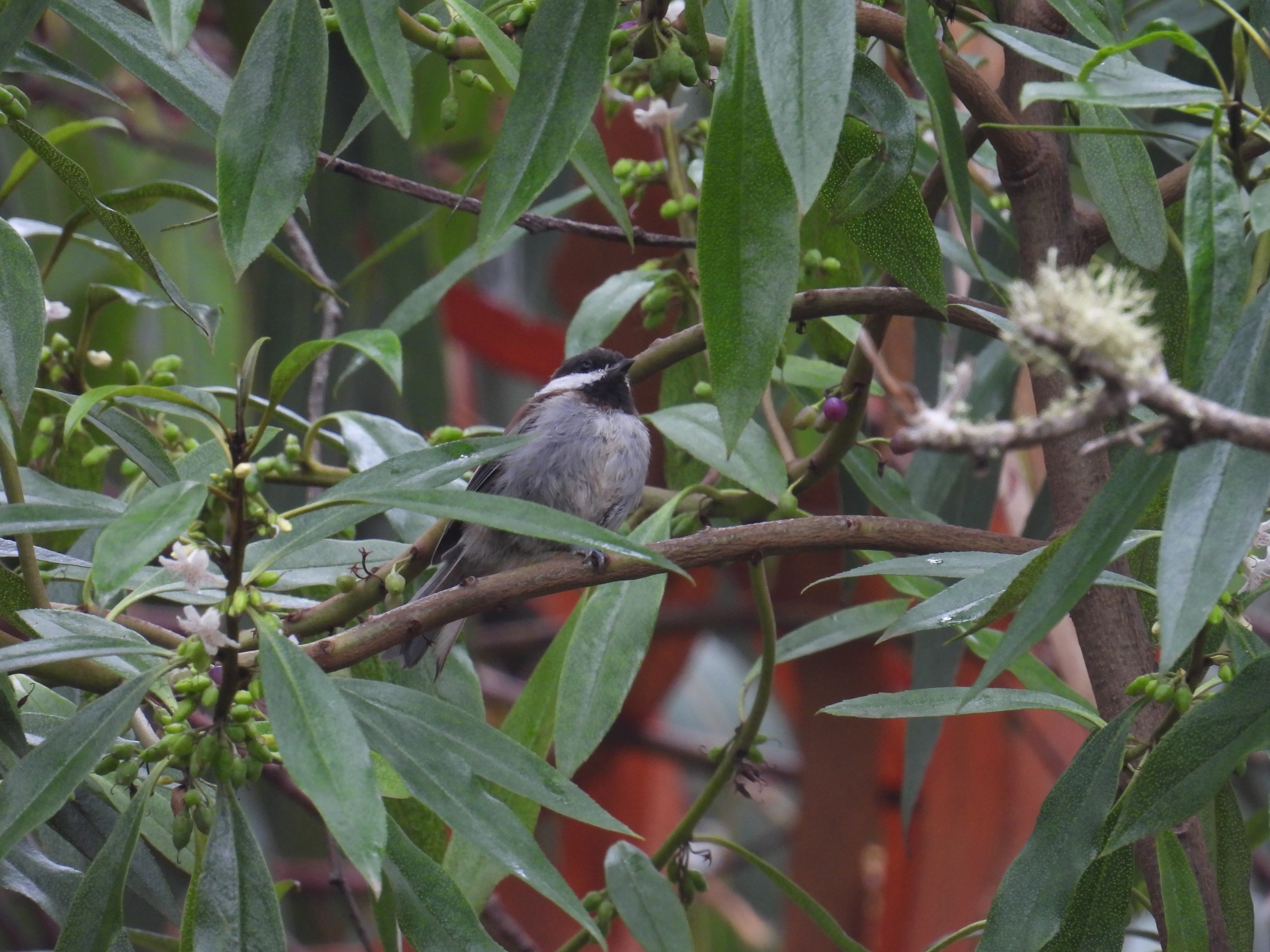 chestnut-backed chickadee