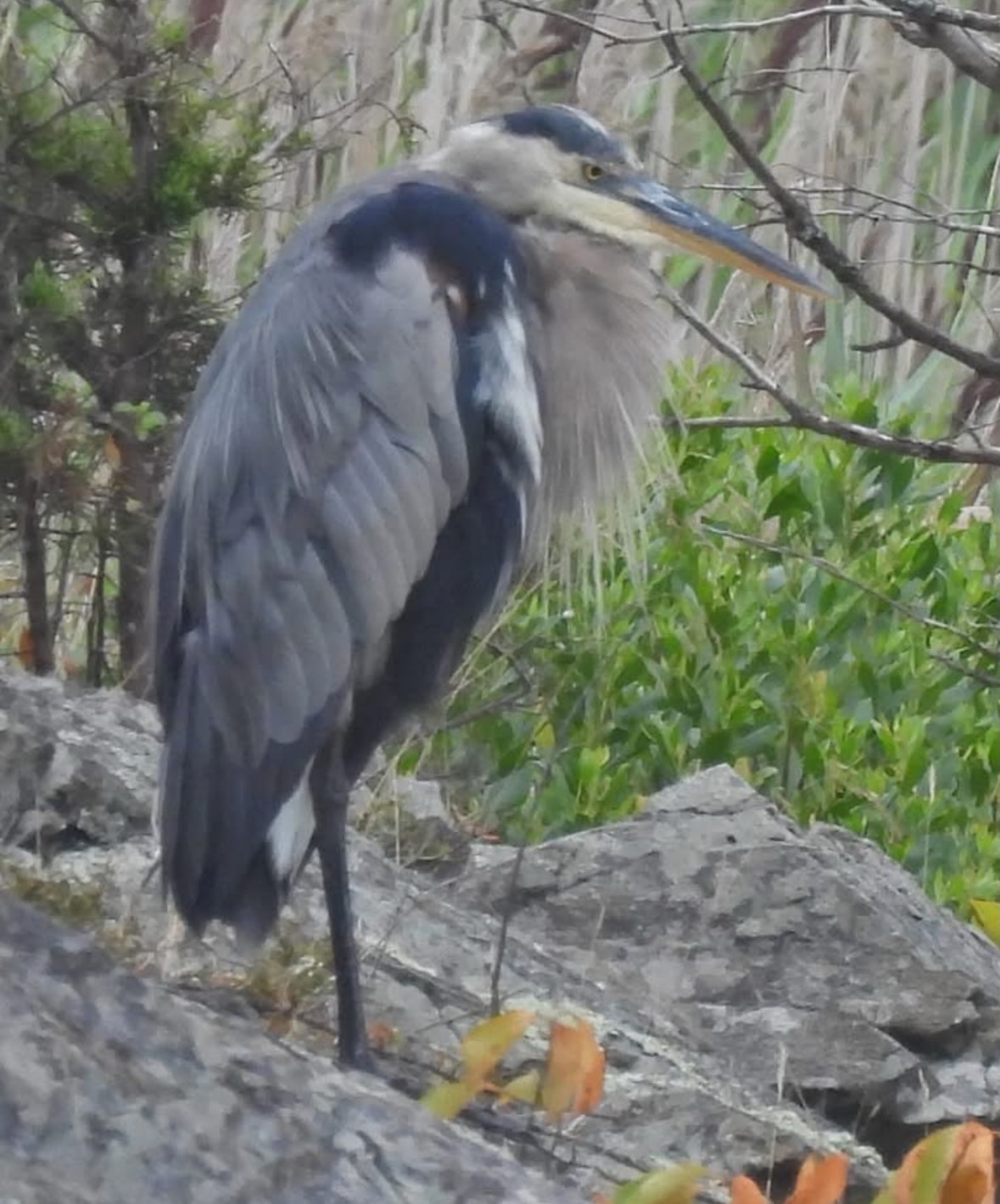 great blue heron