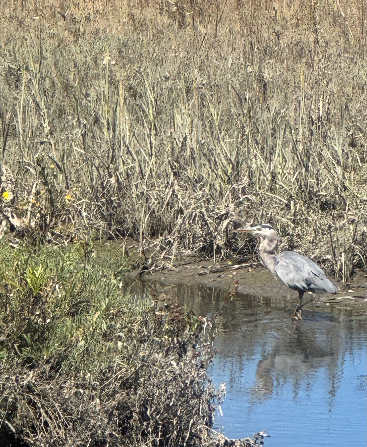 great blue heron