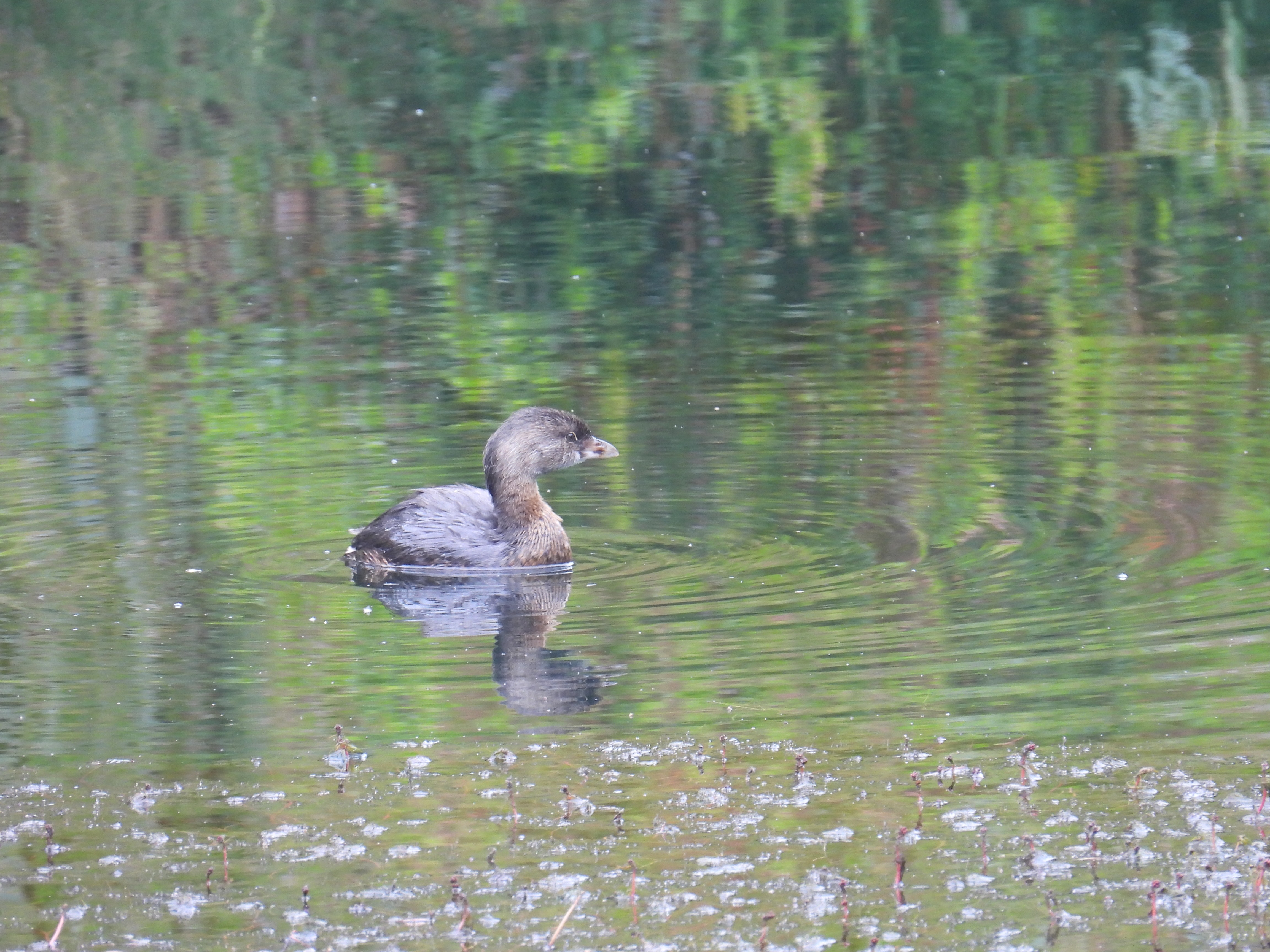 pied-billed grebe