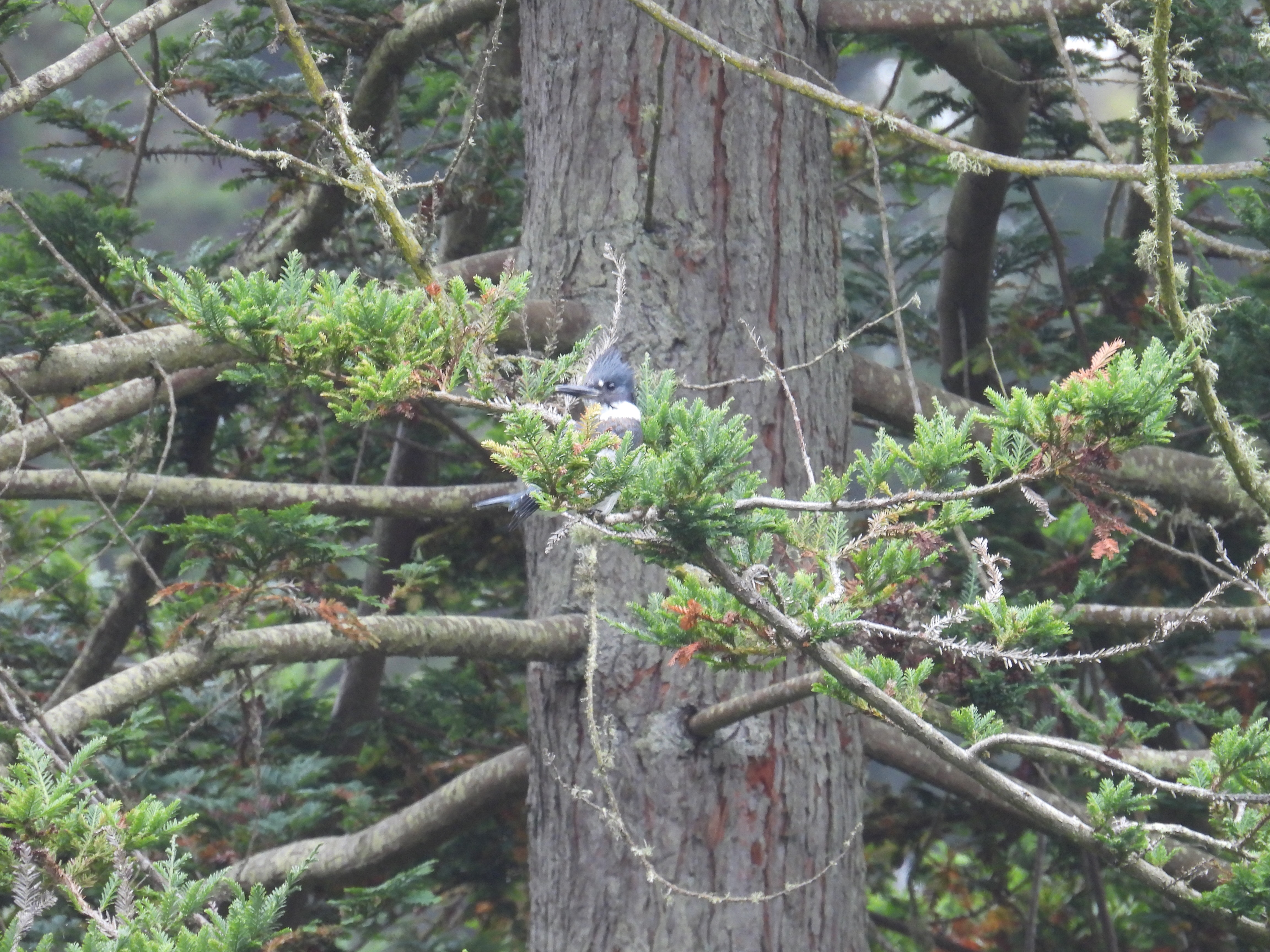 belted kingfisher