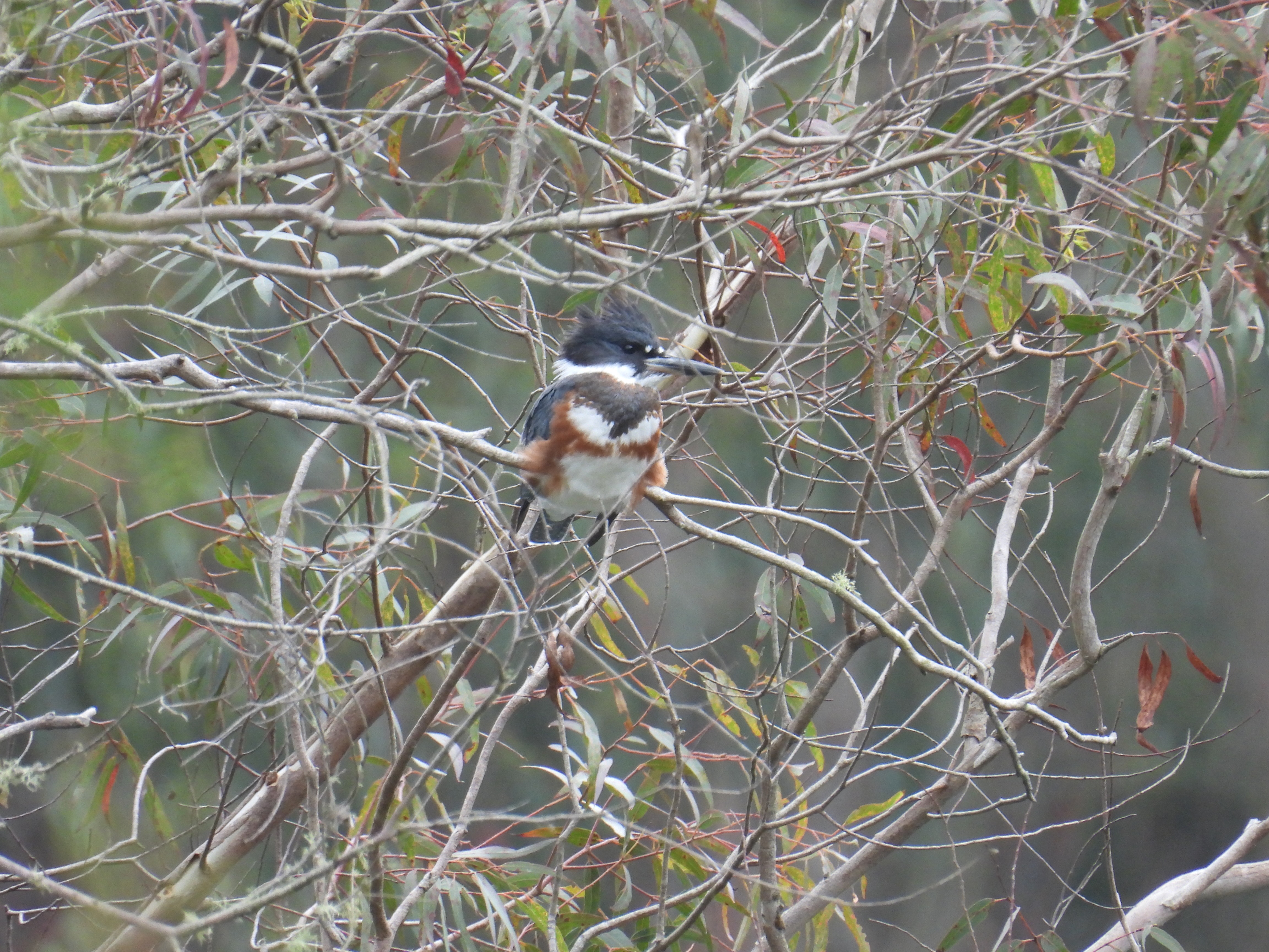belted kingfisher