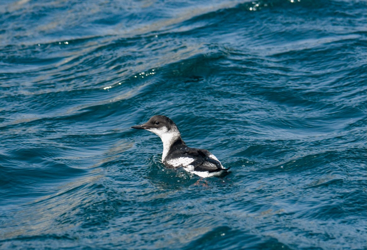 common murre