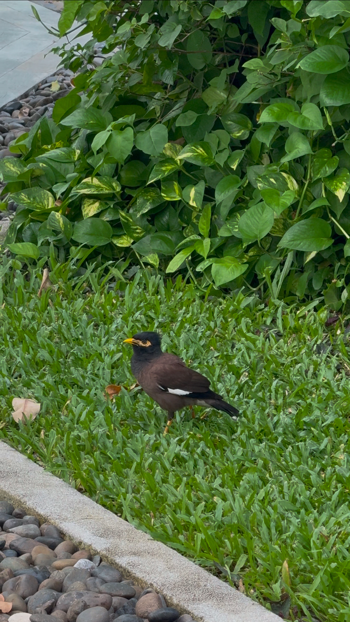 myna