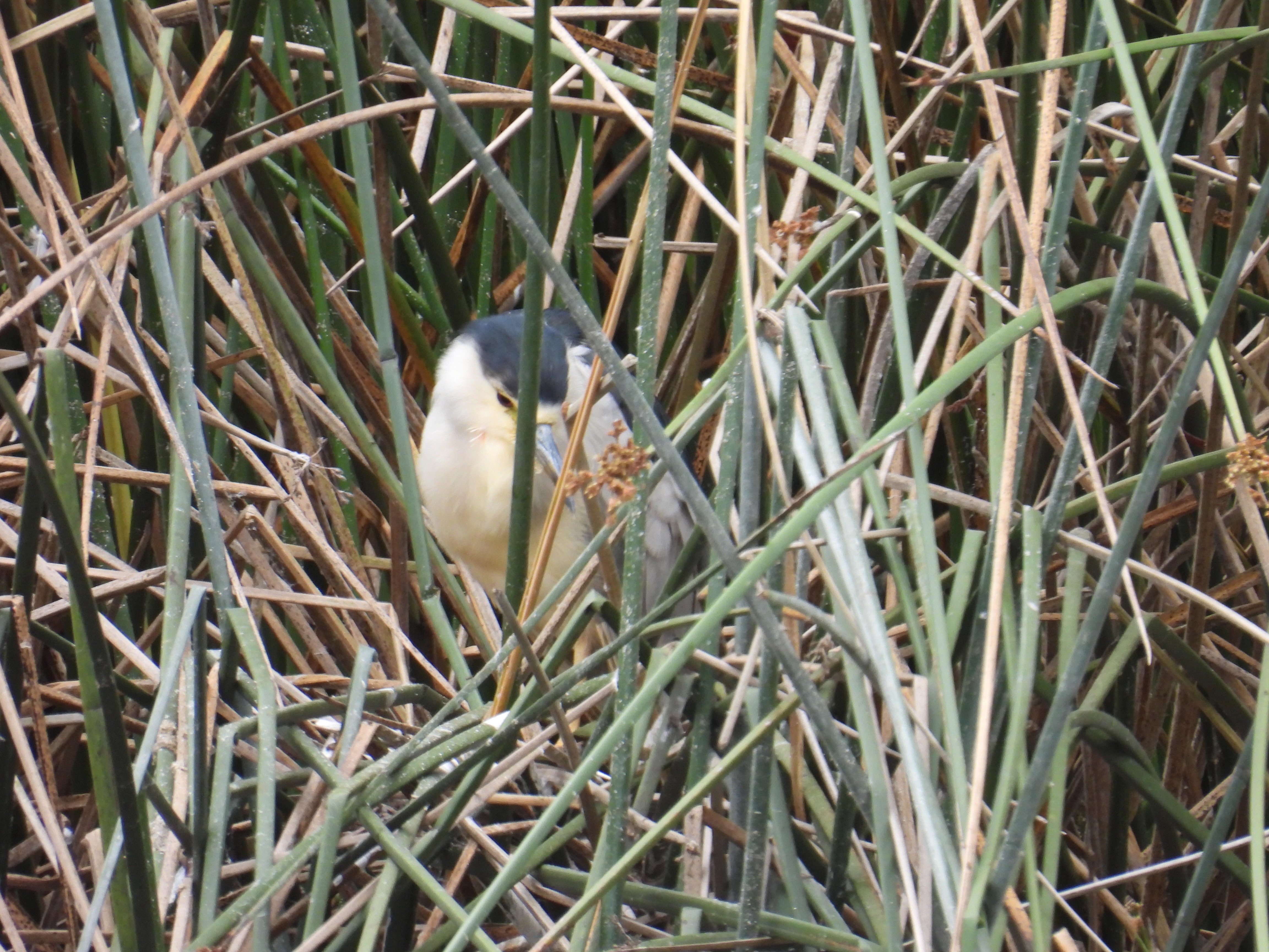 black crowned night heron