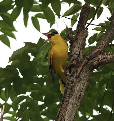 Philippine Black Naped Oriole