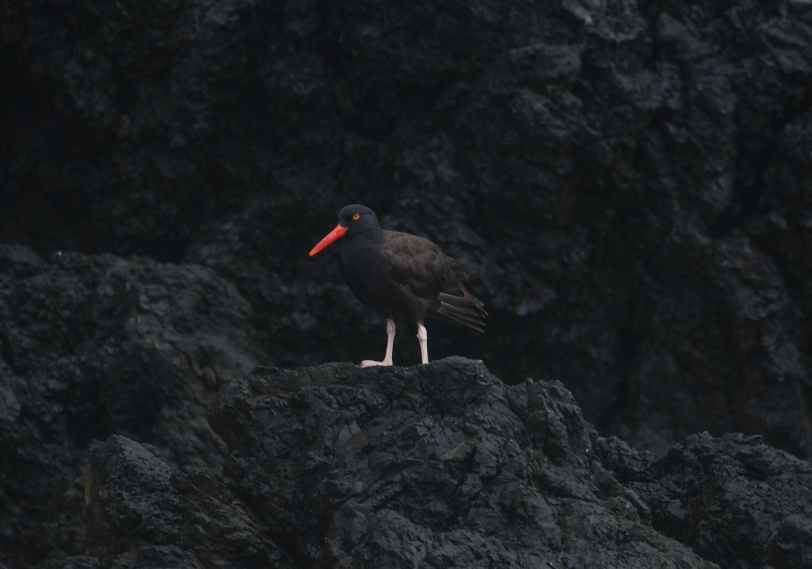 oystercatcher