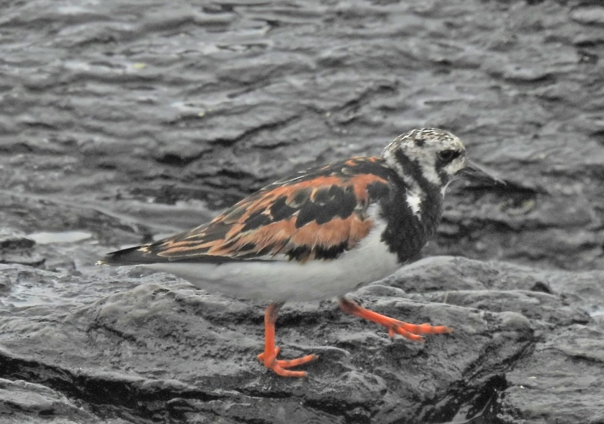 ruddy turnstone