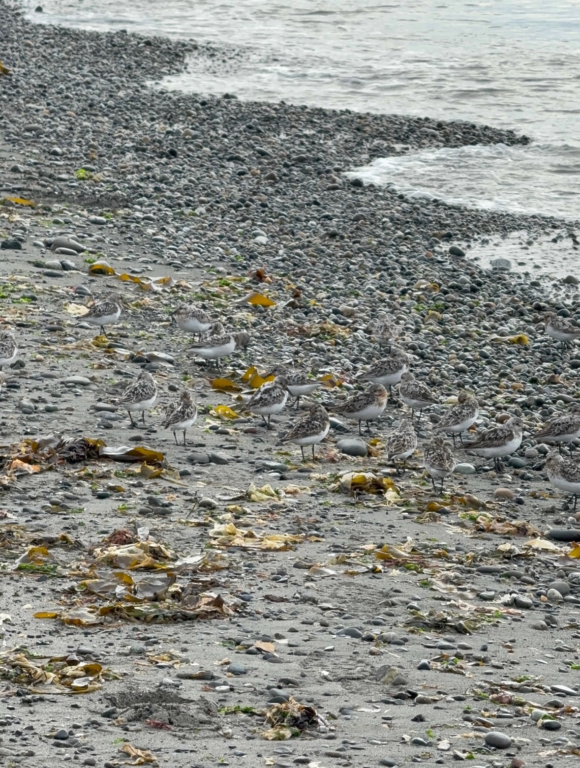 sanderlings