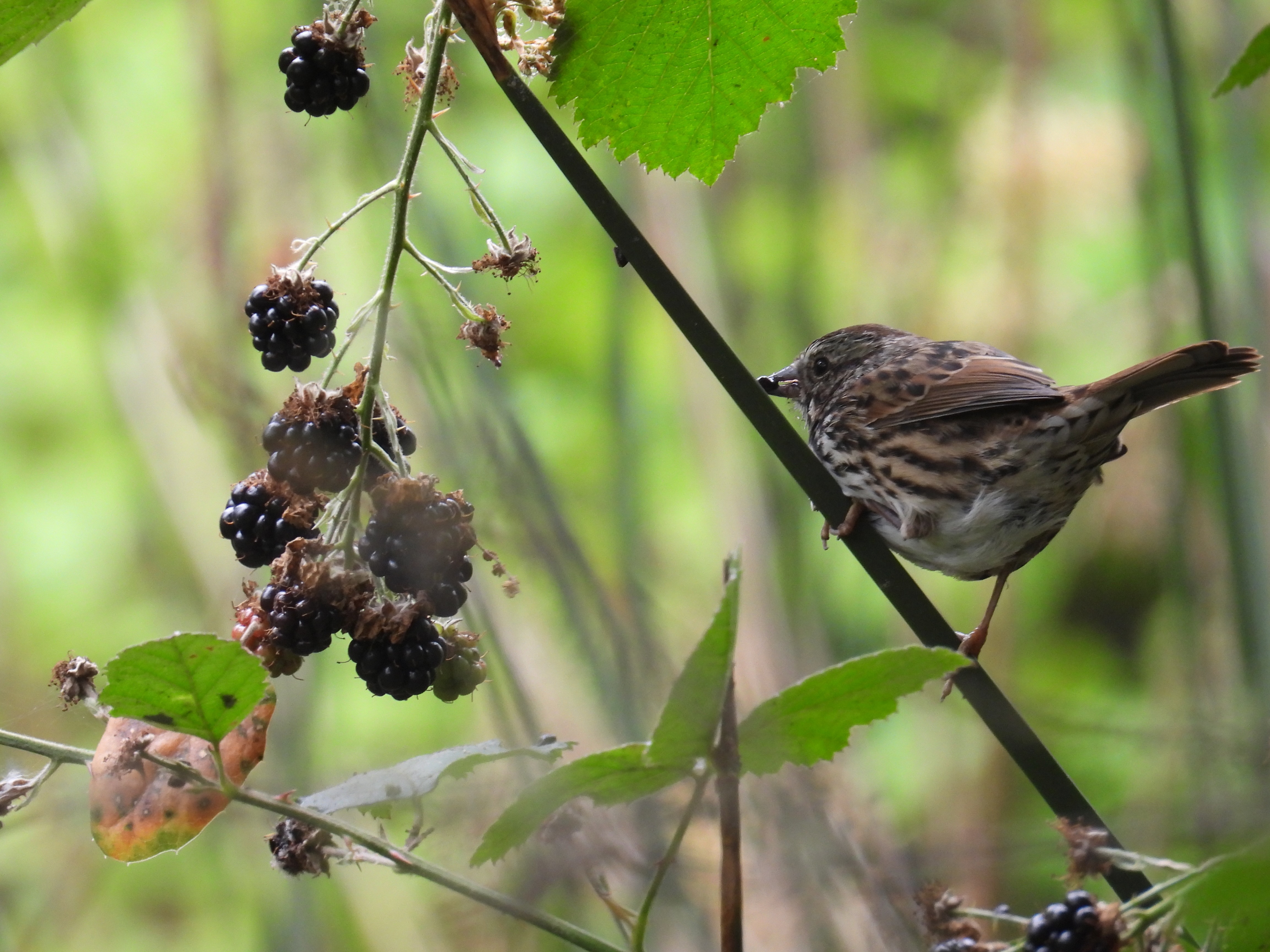 song sparrow