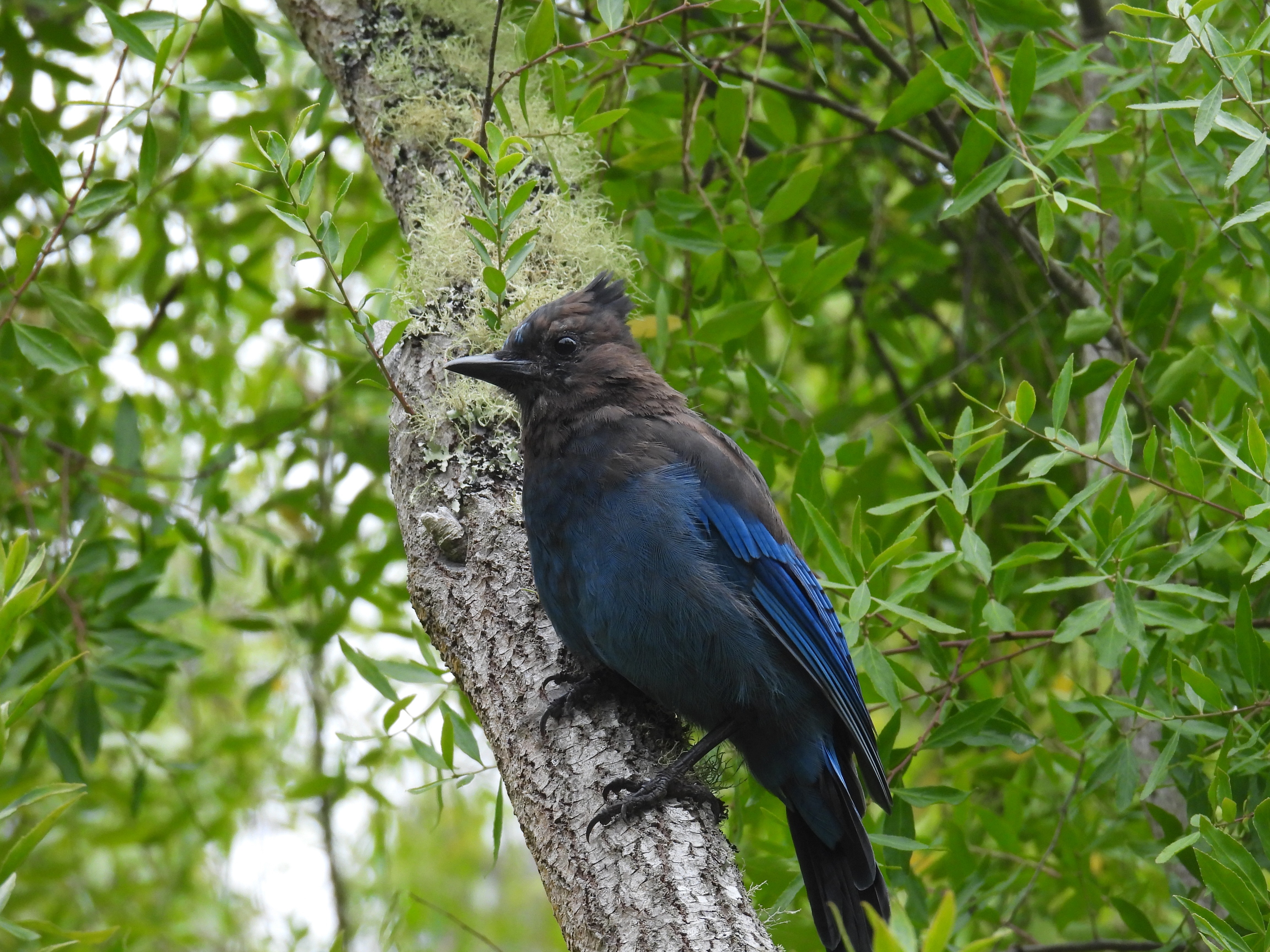 stellers jay