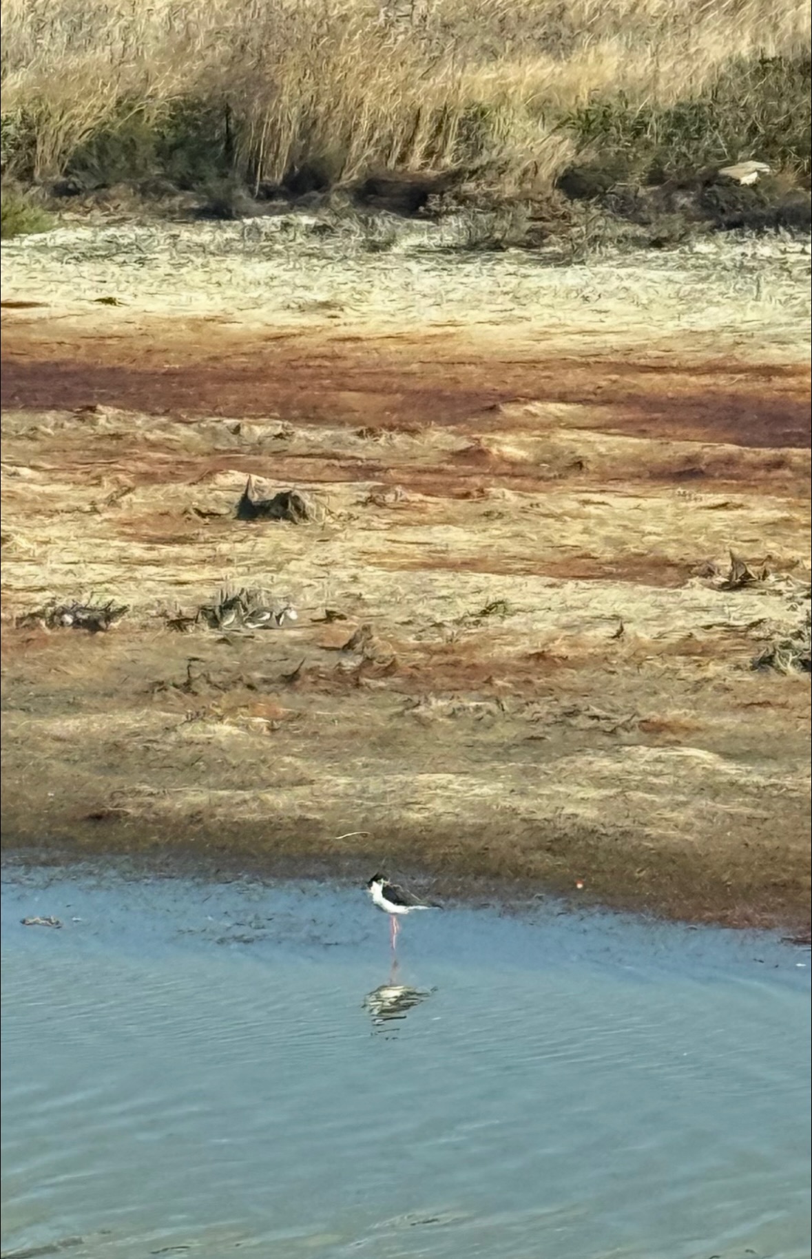 black-necked stilt