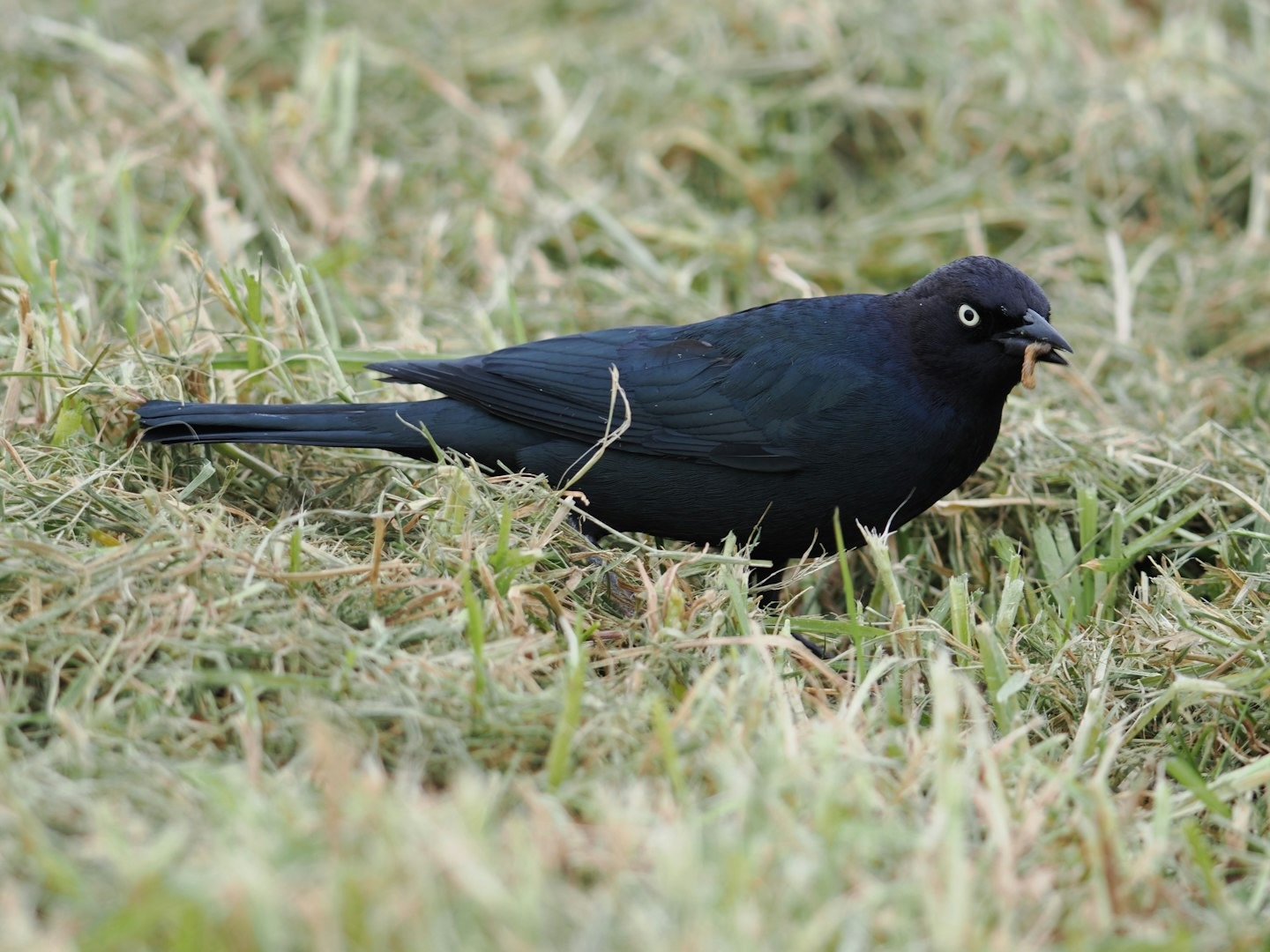 brewer's blackbird