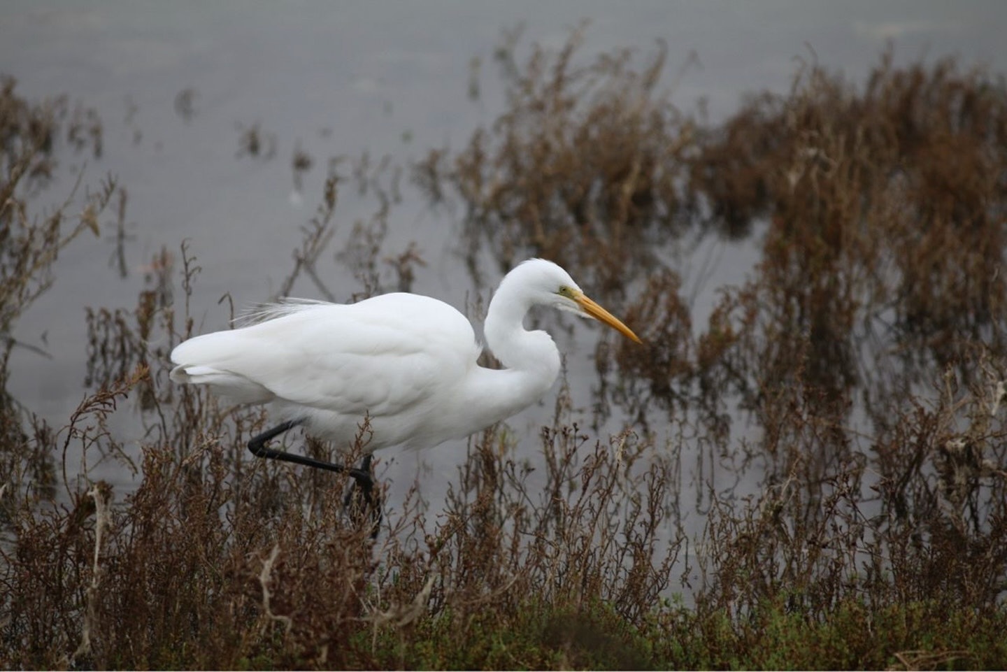 great egret