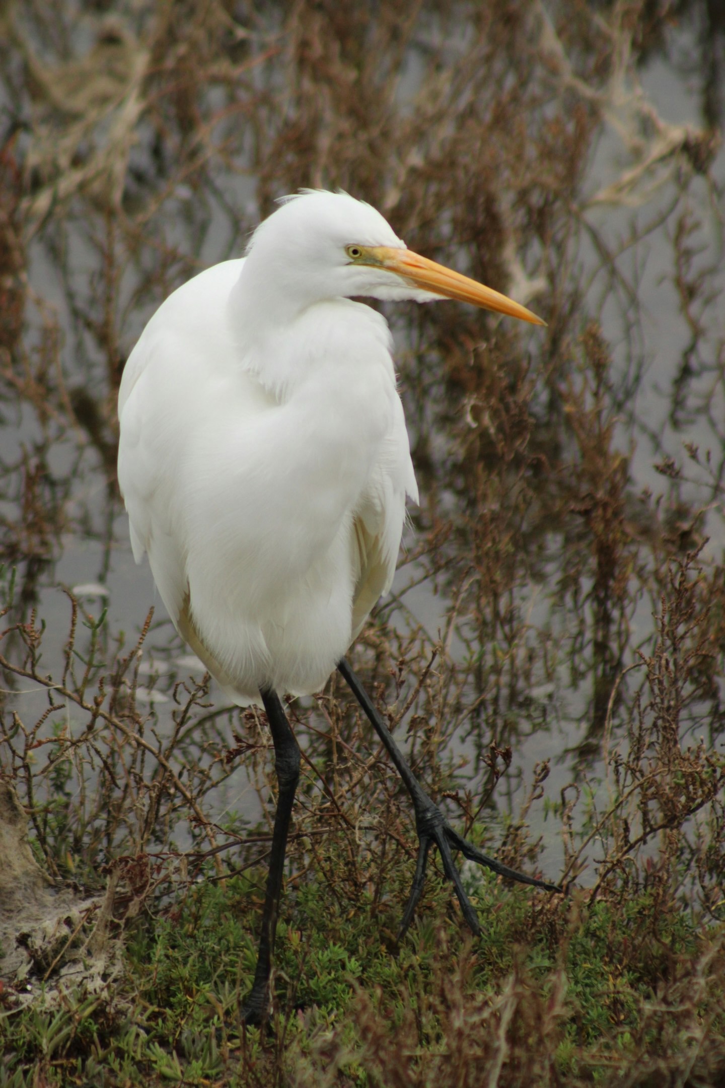 great egret