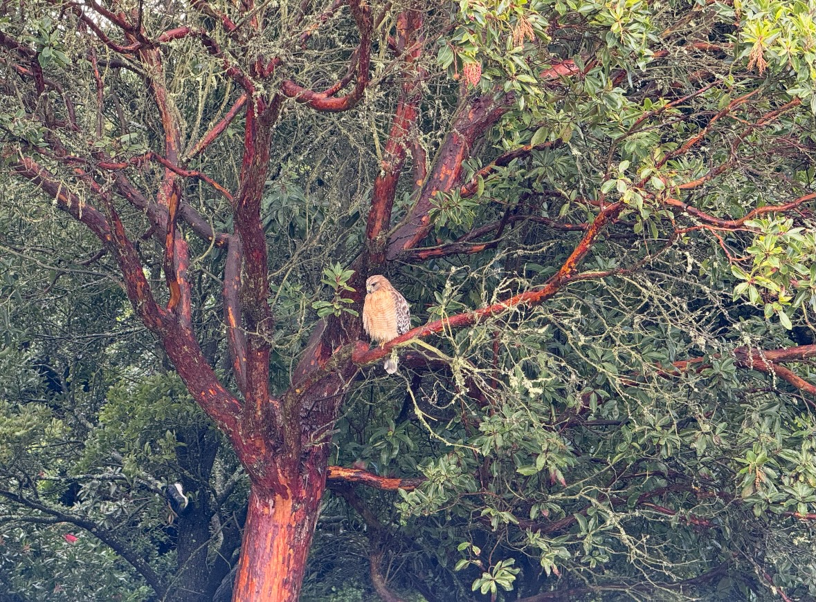 red-shouldered hawk