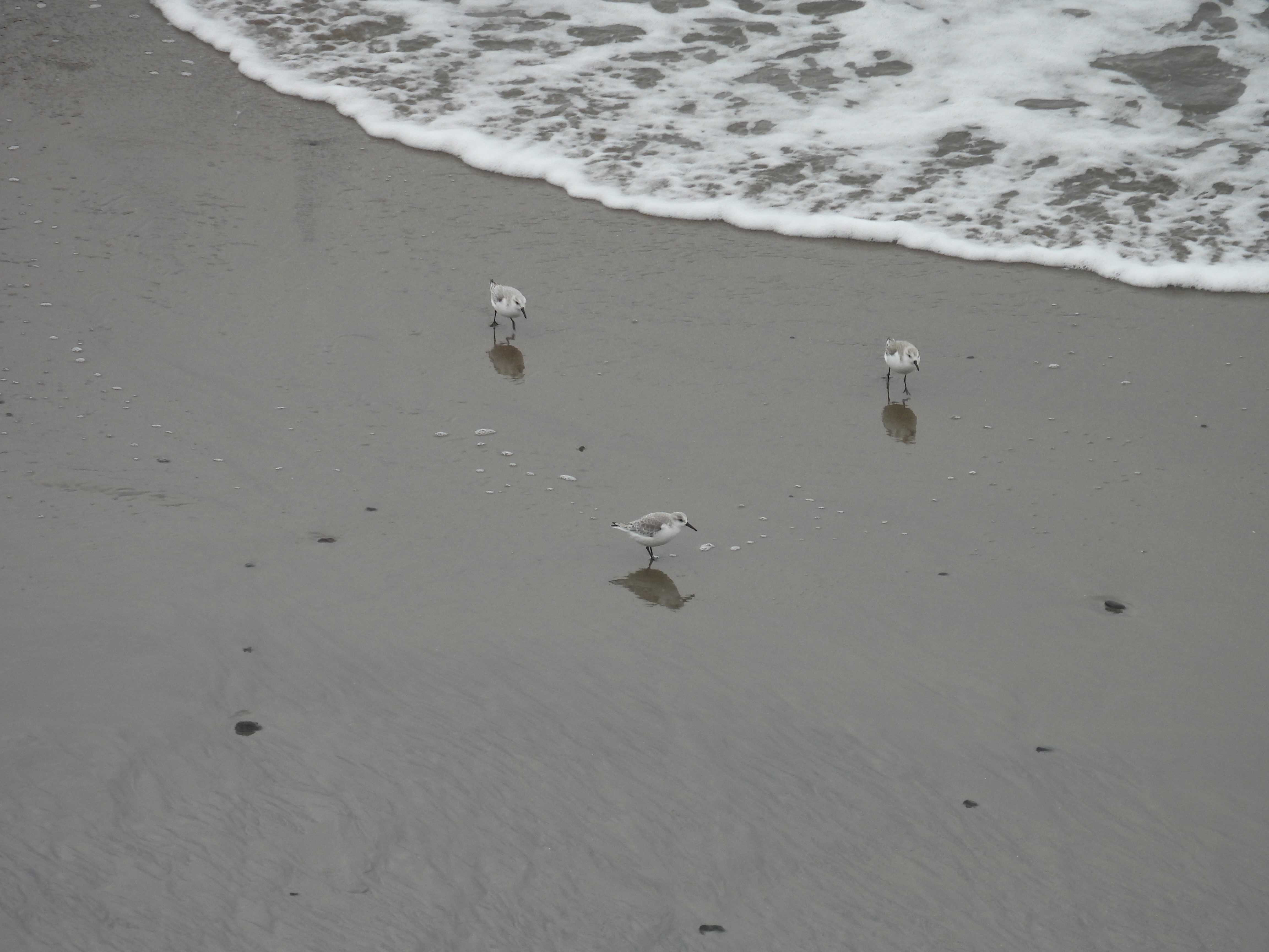 sanderlings