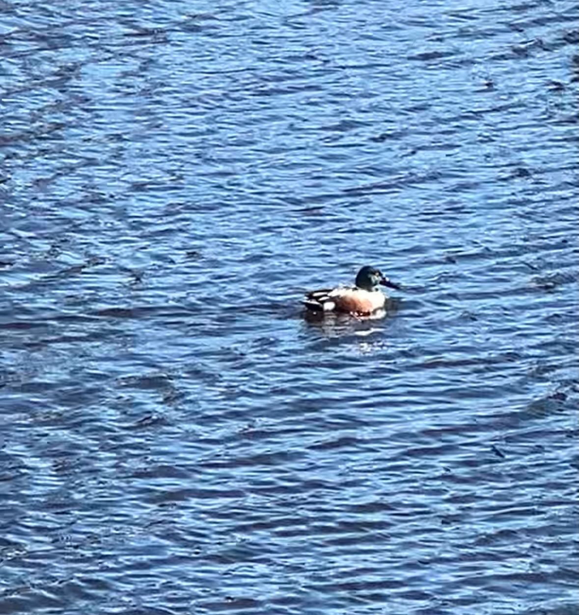 northern shoveler