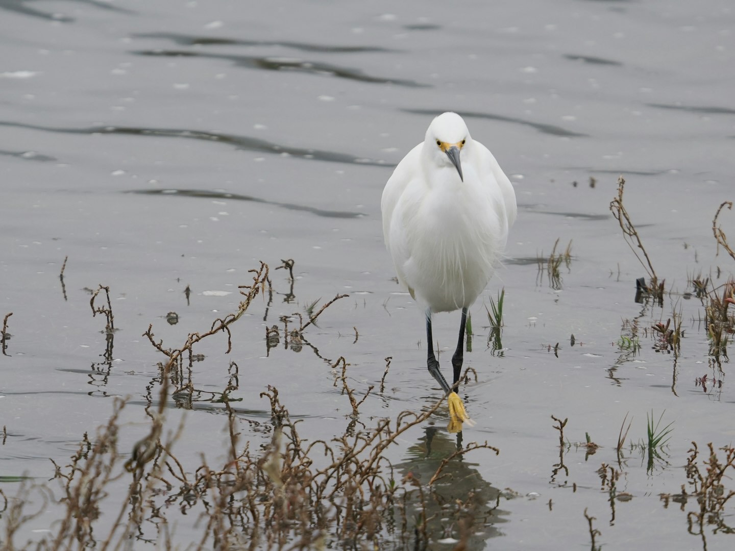 snowy egret