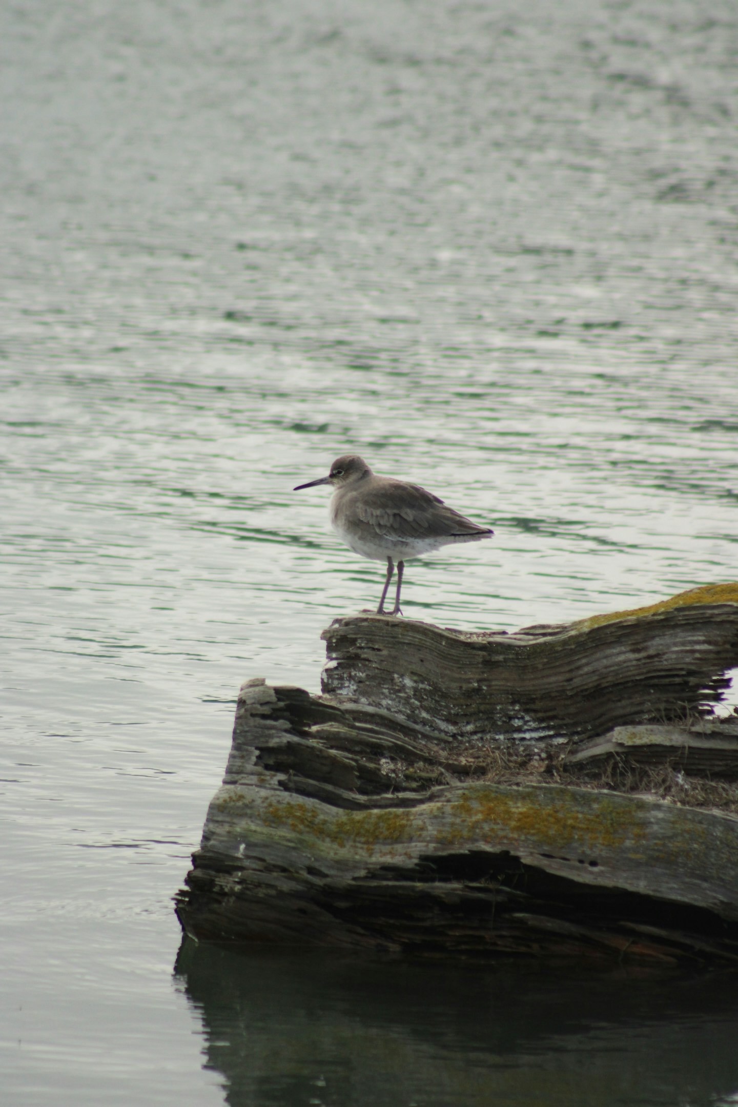 willet