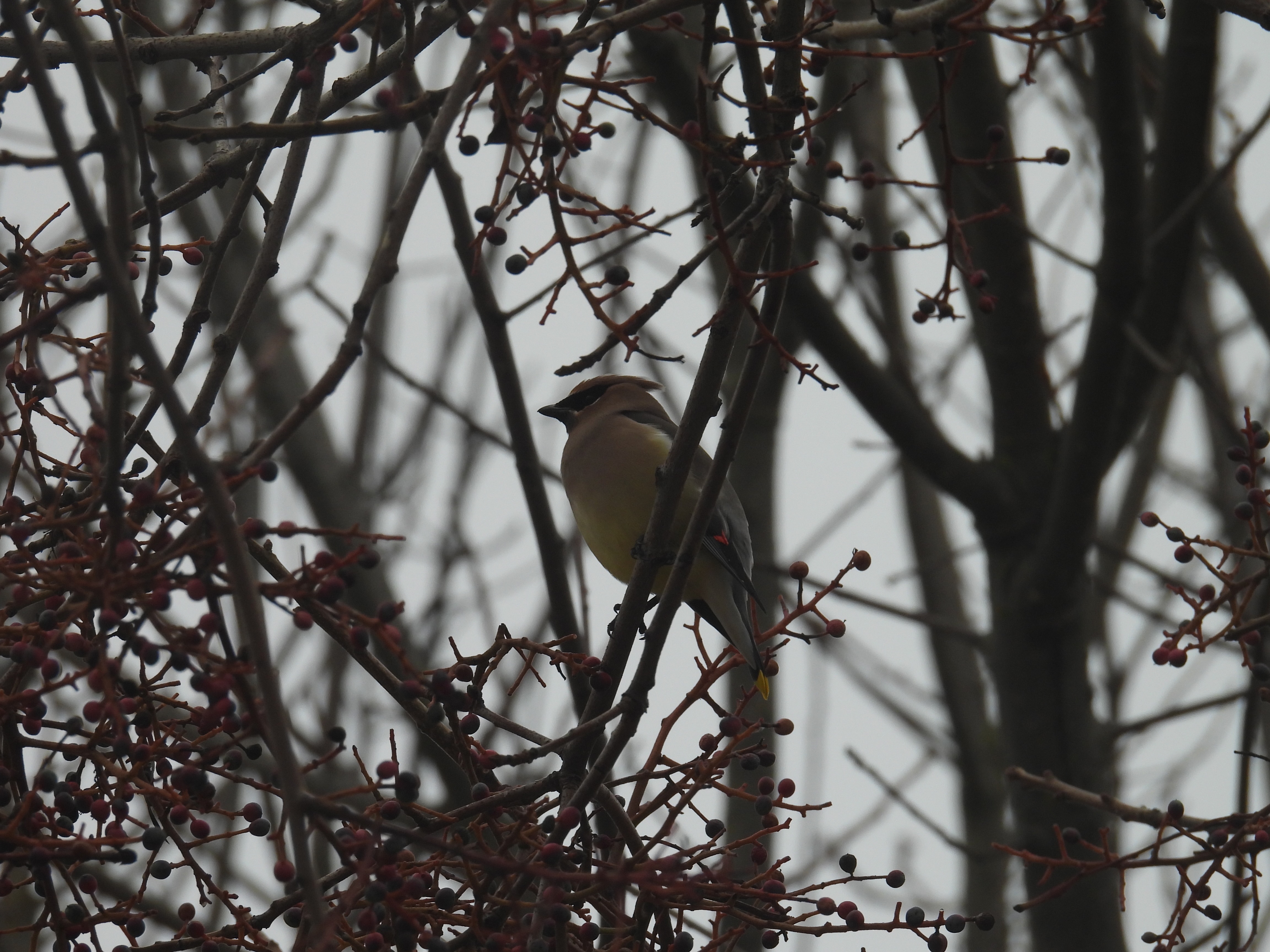 cedar waxwing