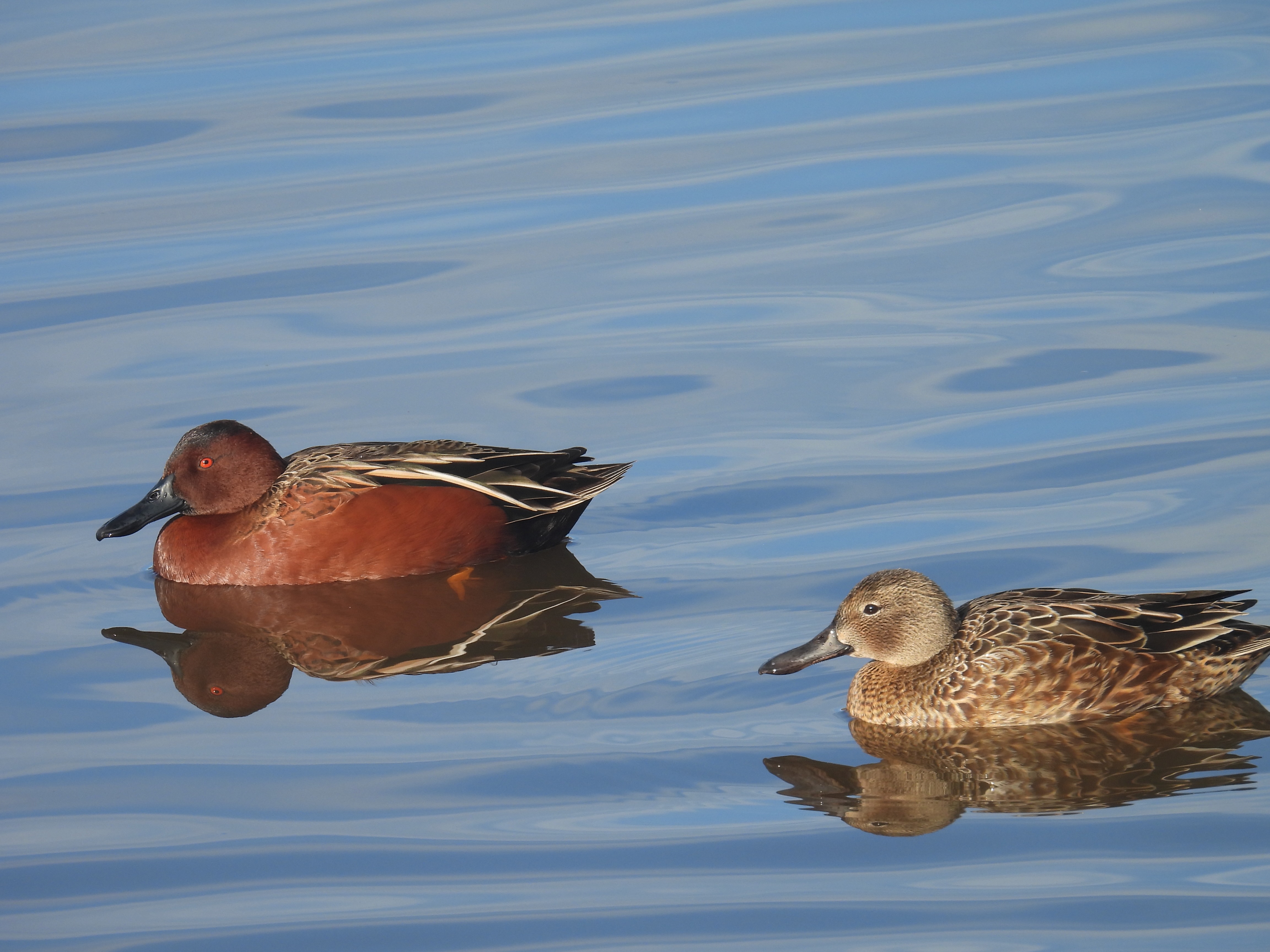 cinnamon teal
