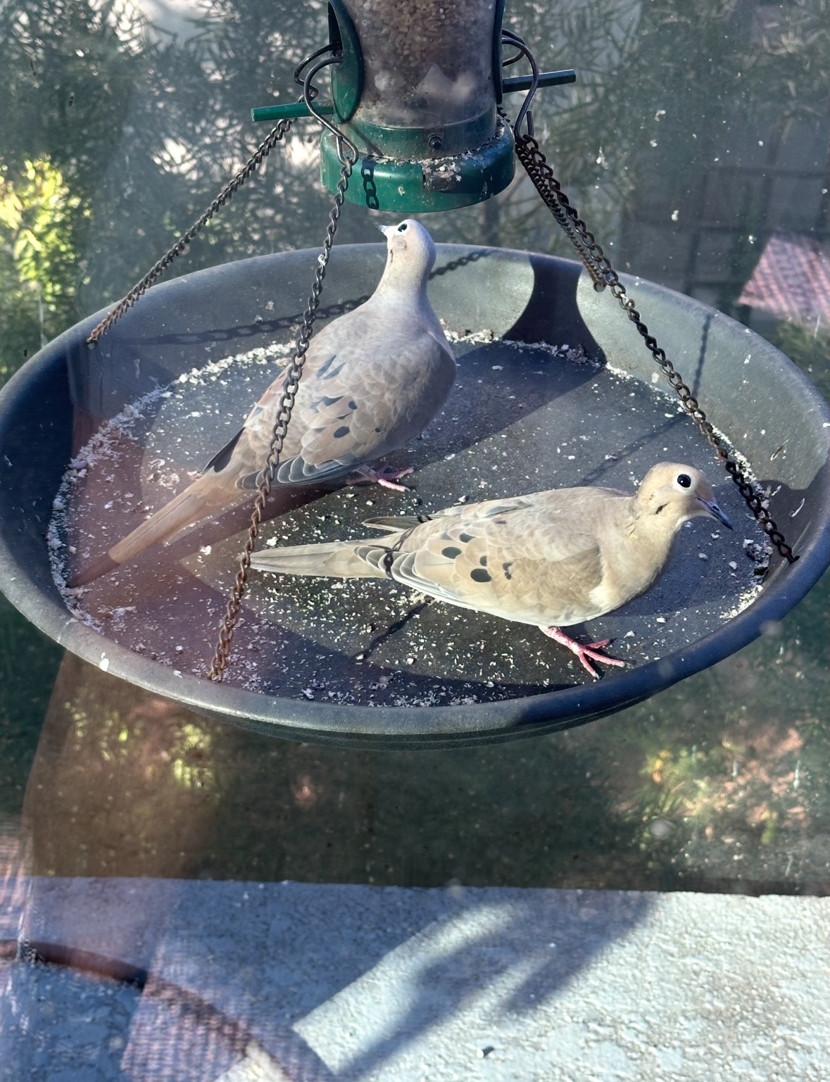 mourning doves