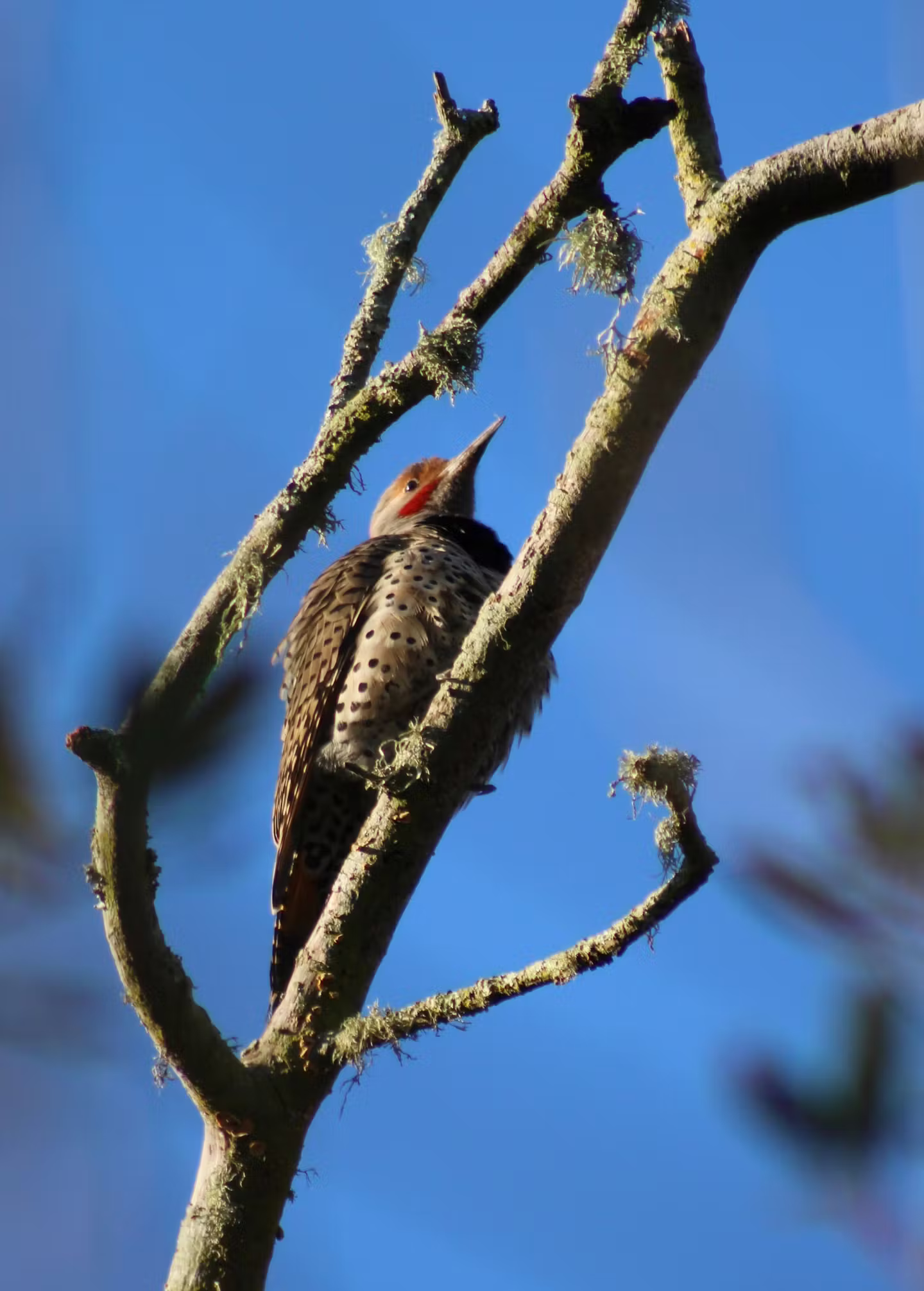 northern flicker