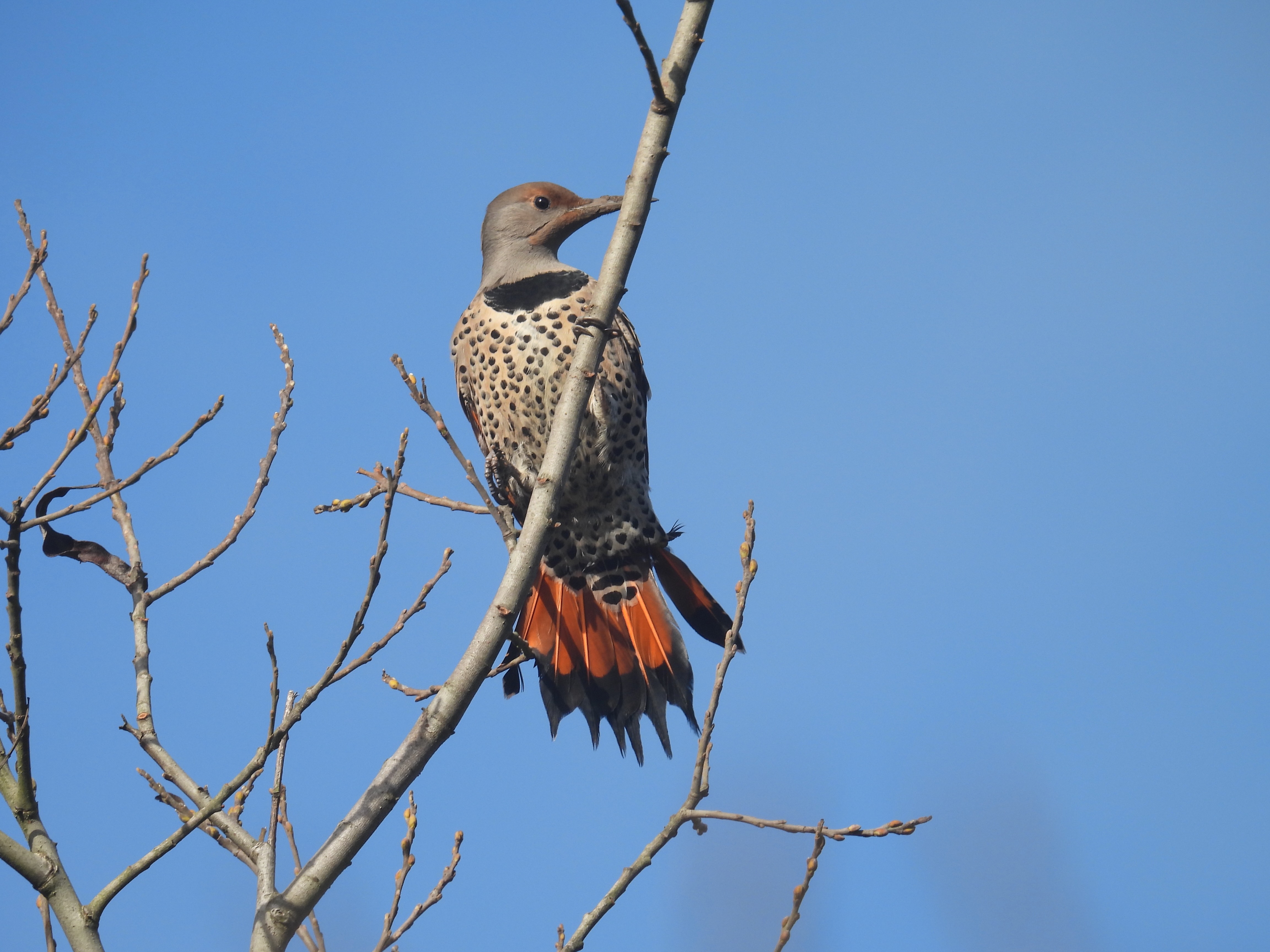 northern flicker