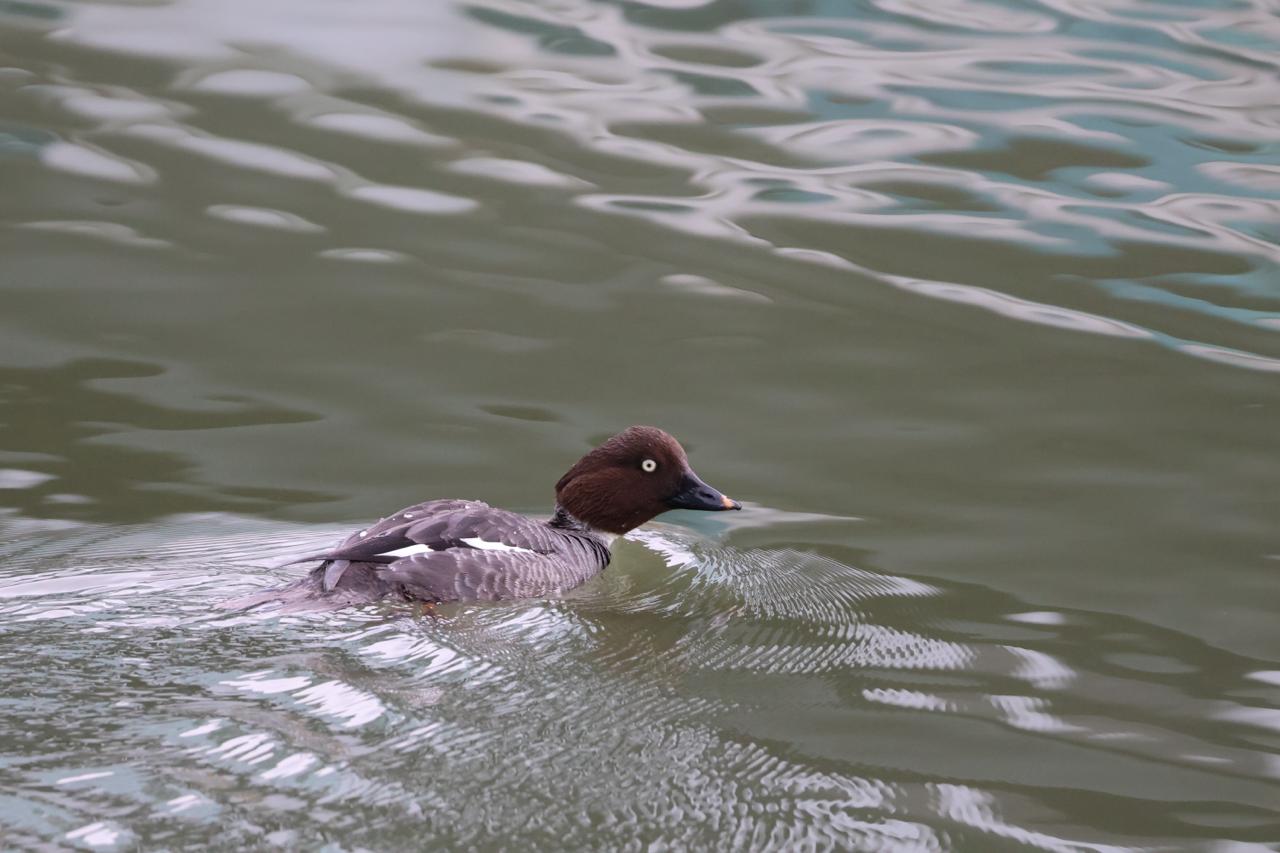 common goldeneye