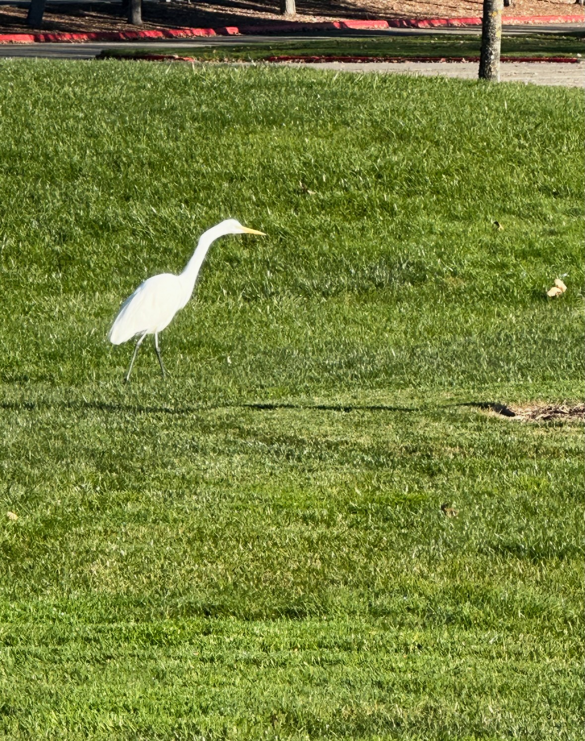 great egret