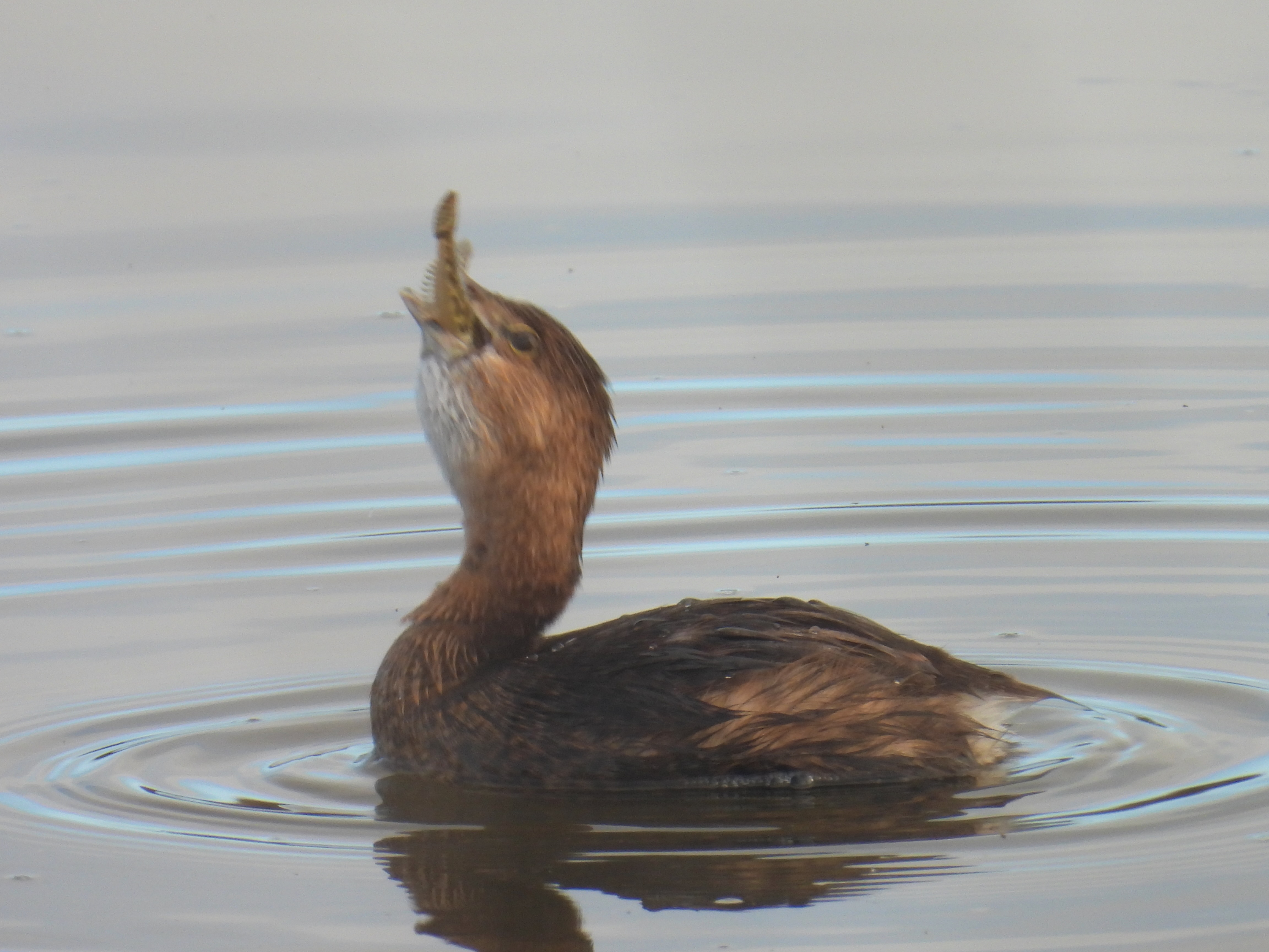 pied-billed grebe
