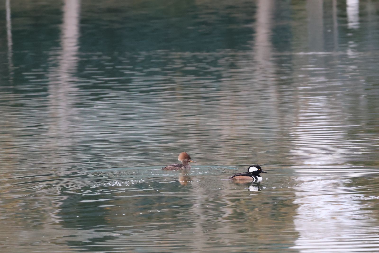 hooded merganser