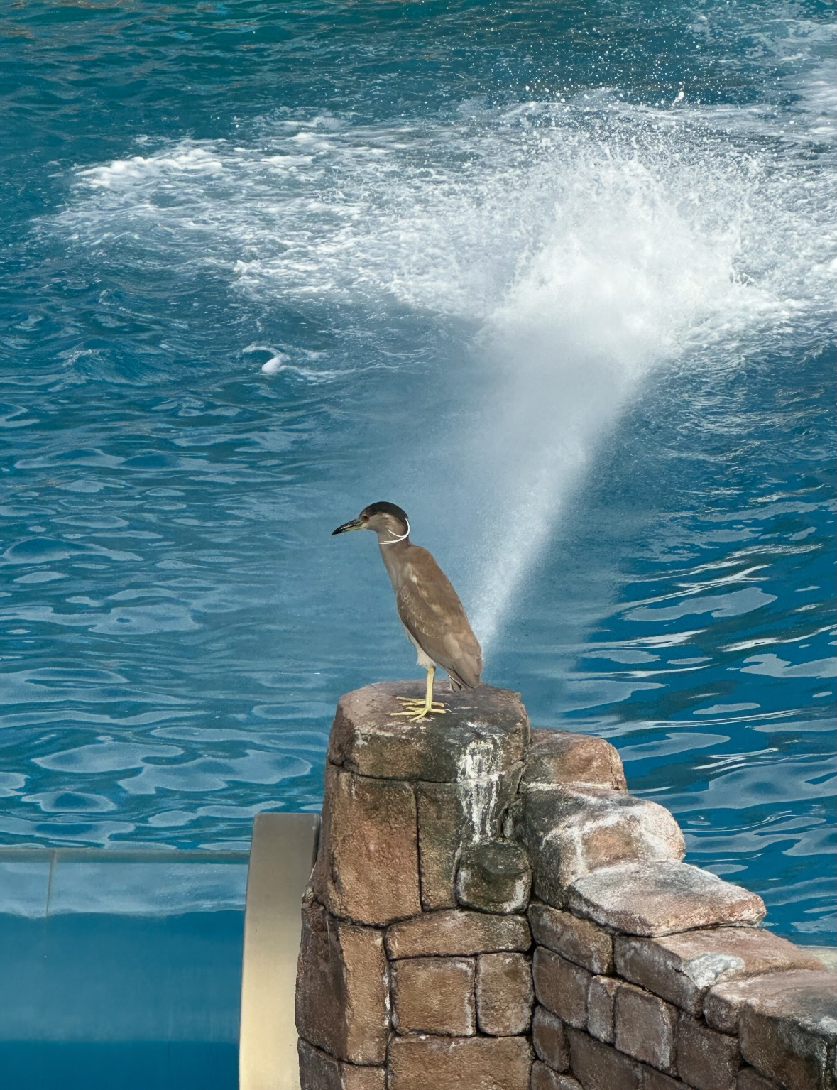 black-crowned night heron