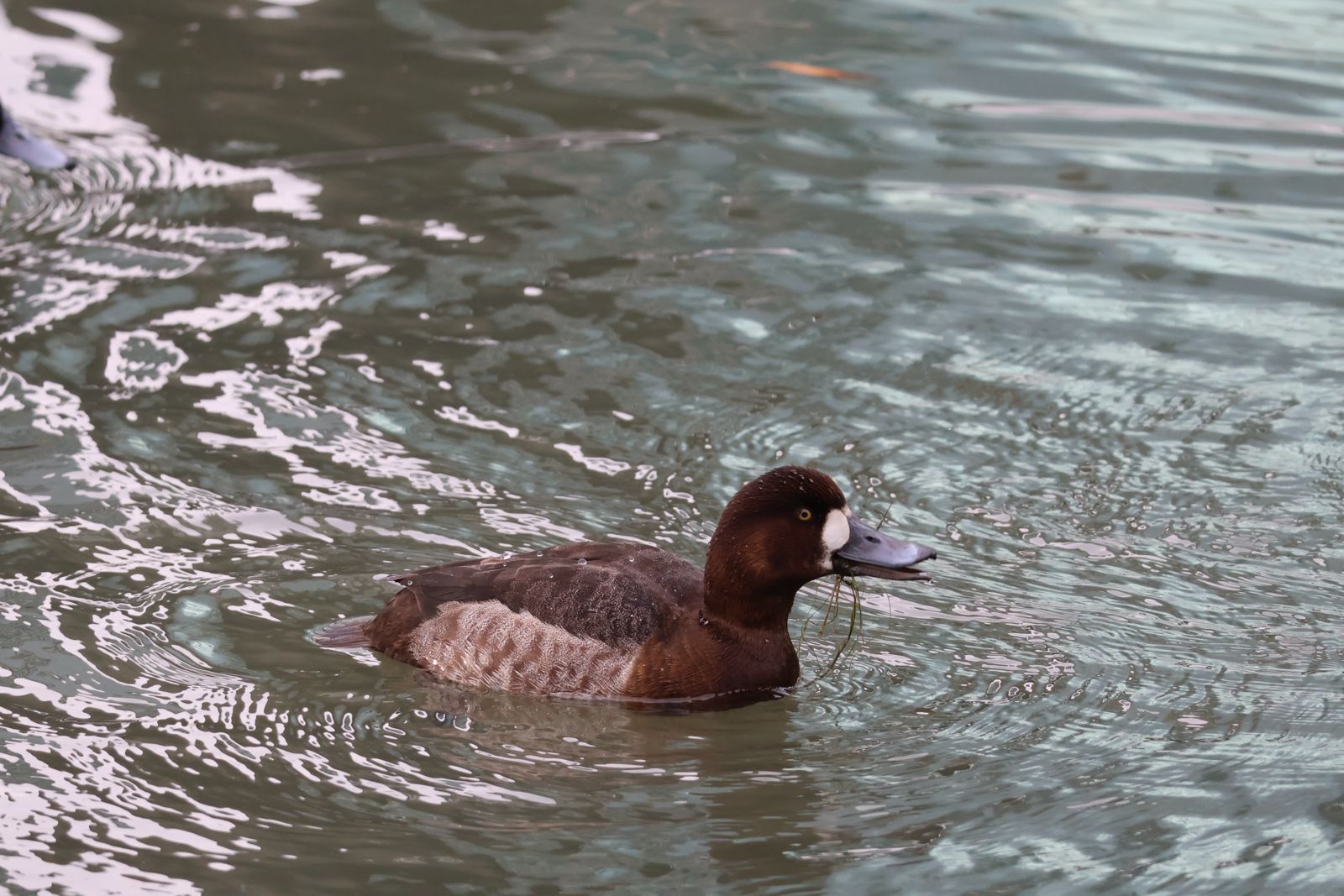lesser scaup