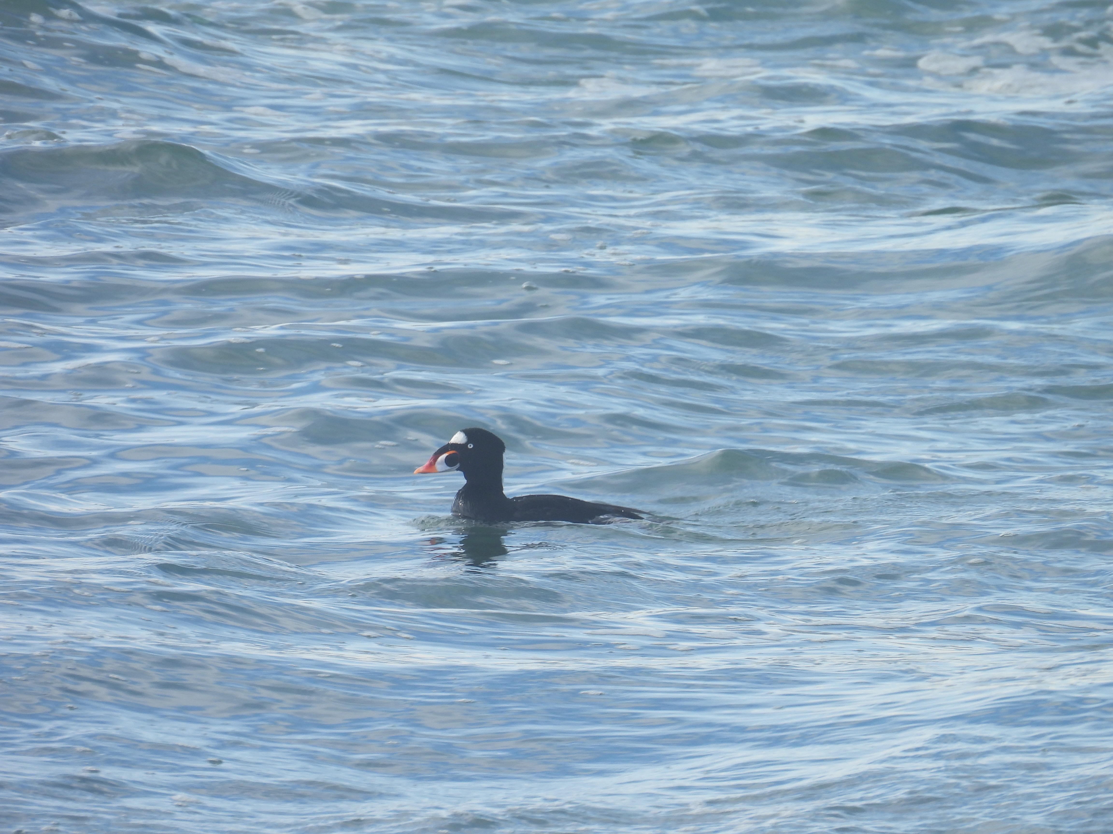 surf scoter