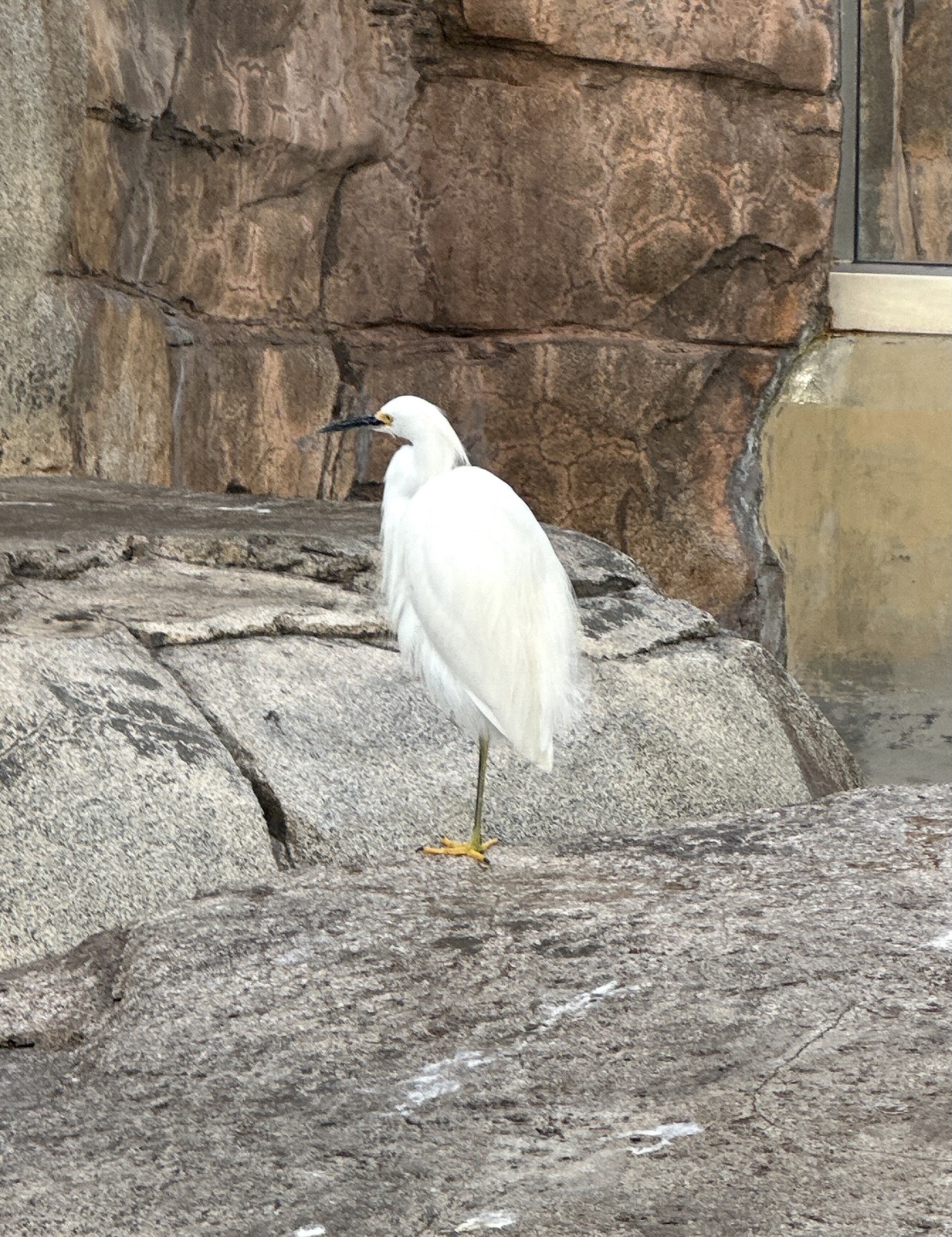 snowy egret