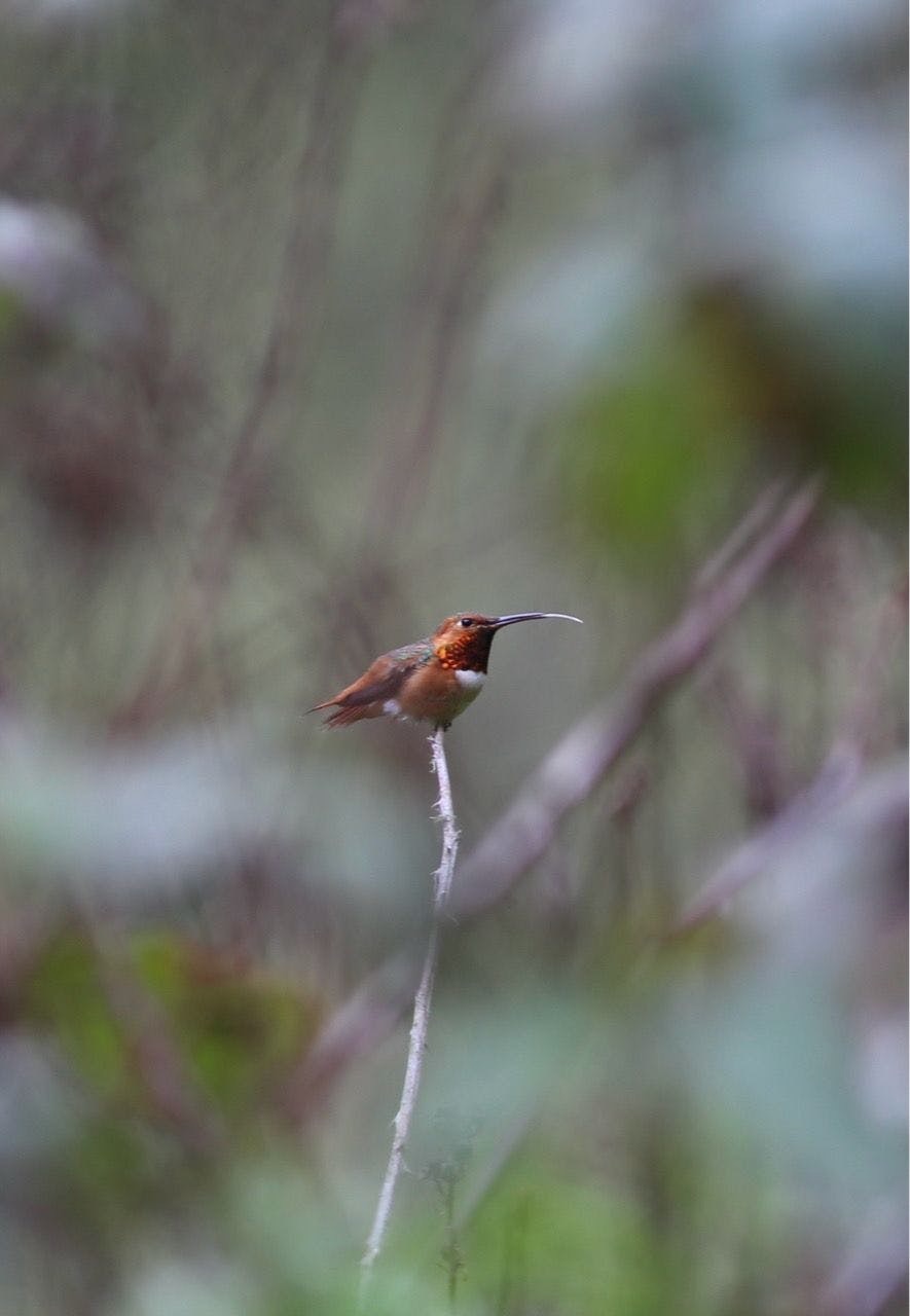 allen's hummingbird