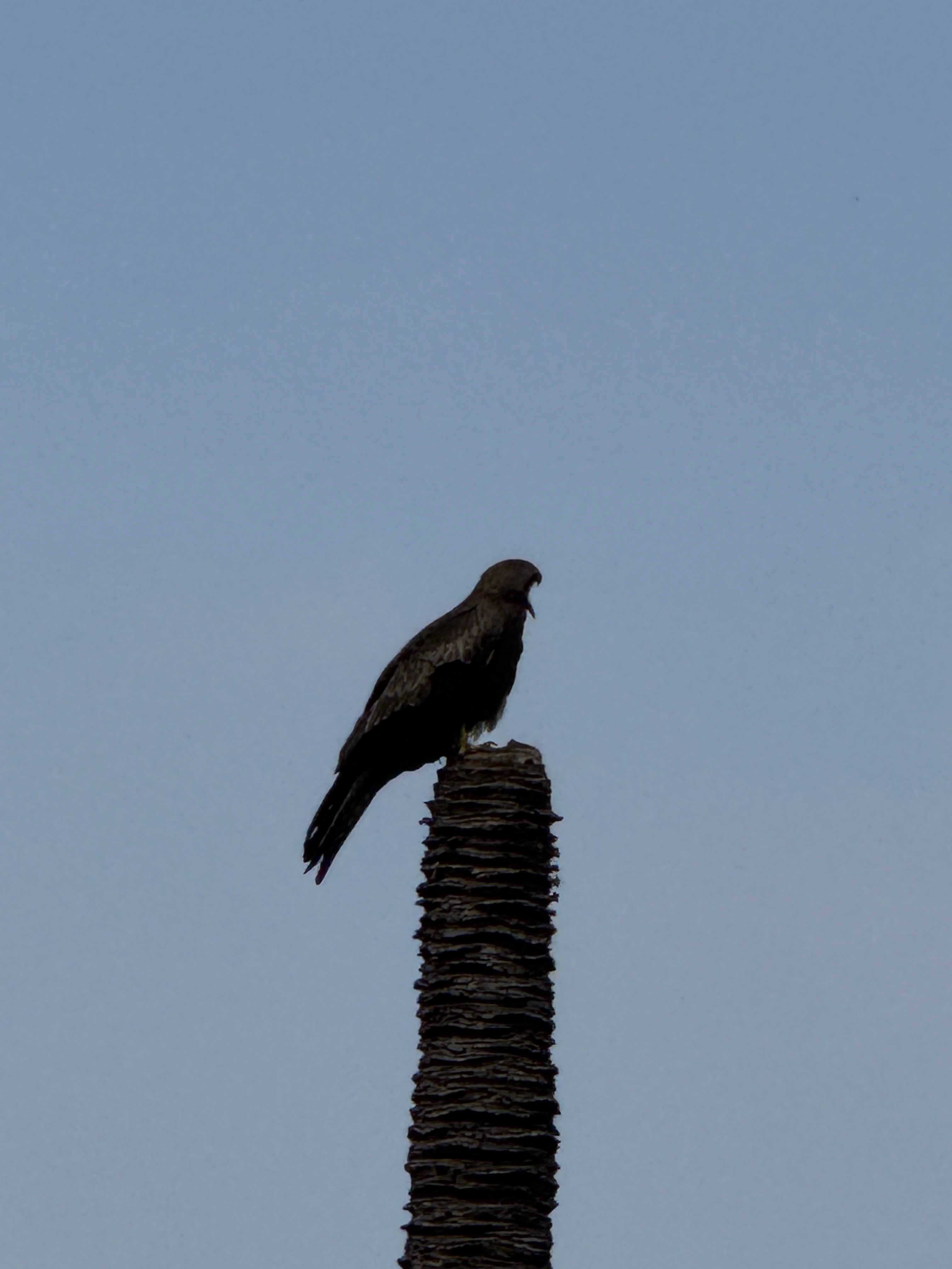 black kite