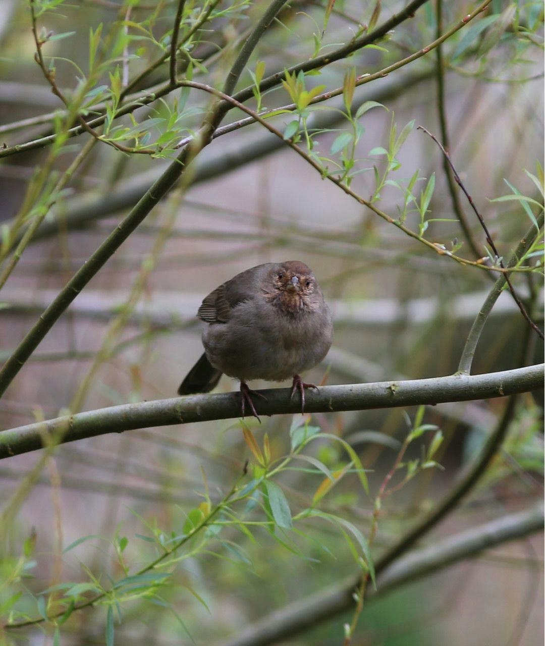 california towhee