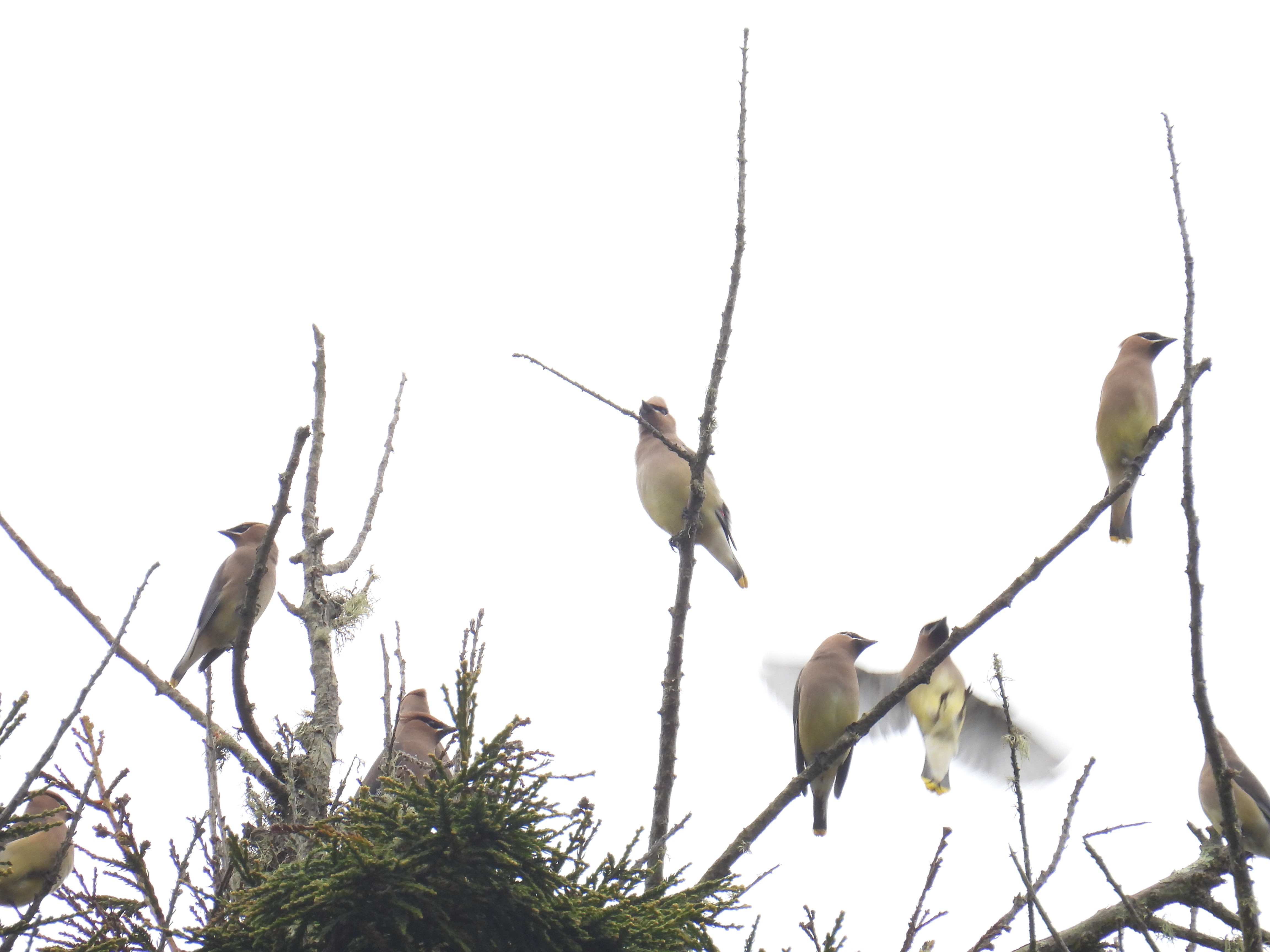 cedar waxwings