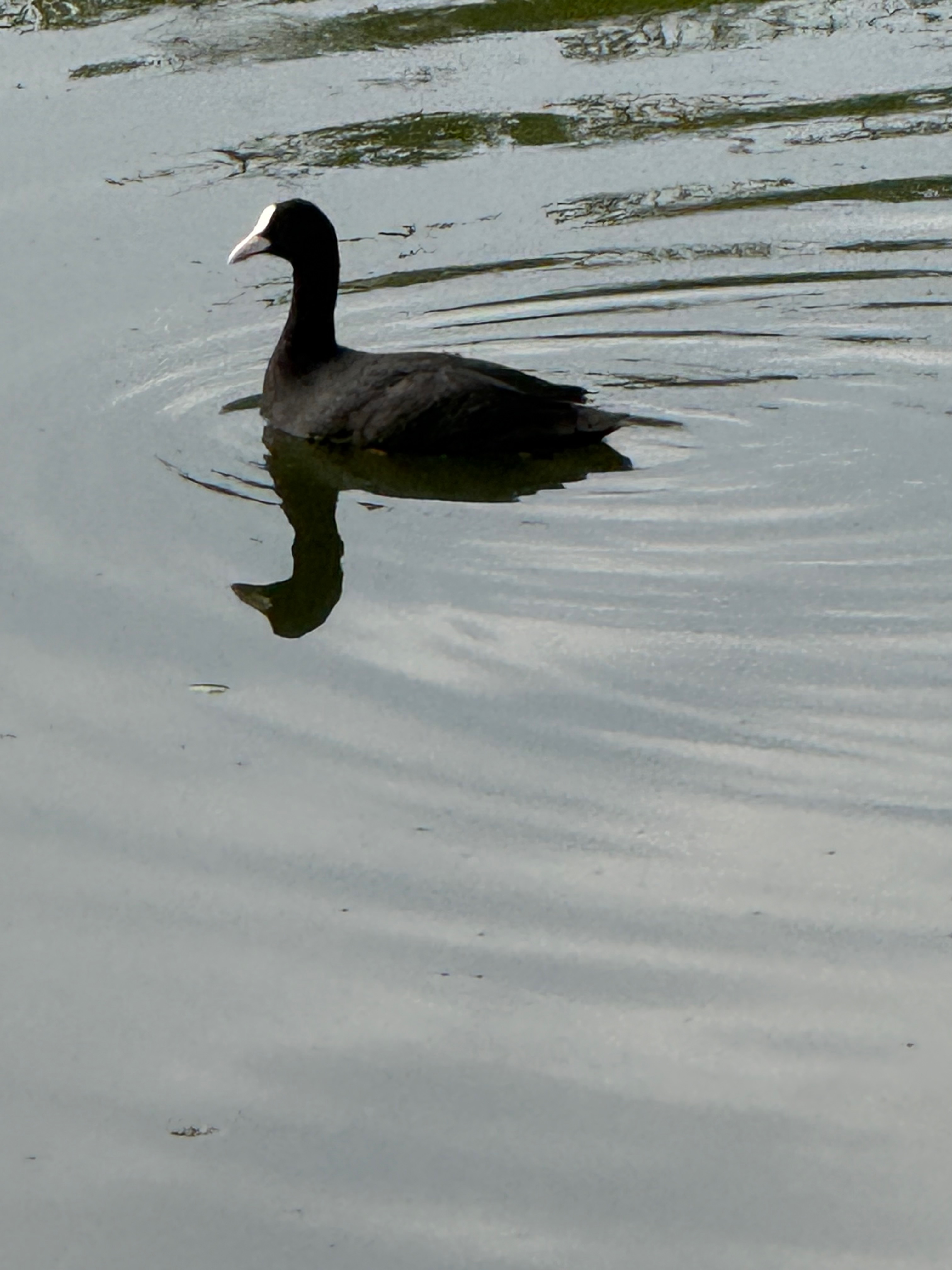 Eurasian coot