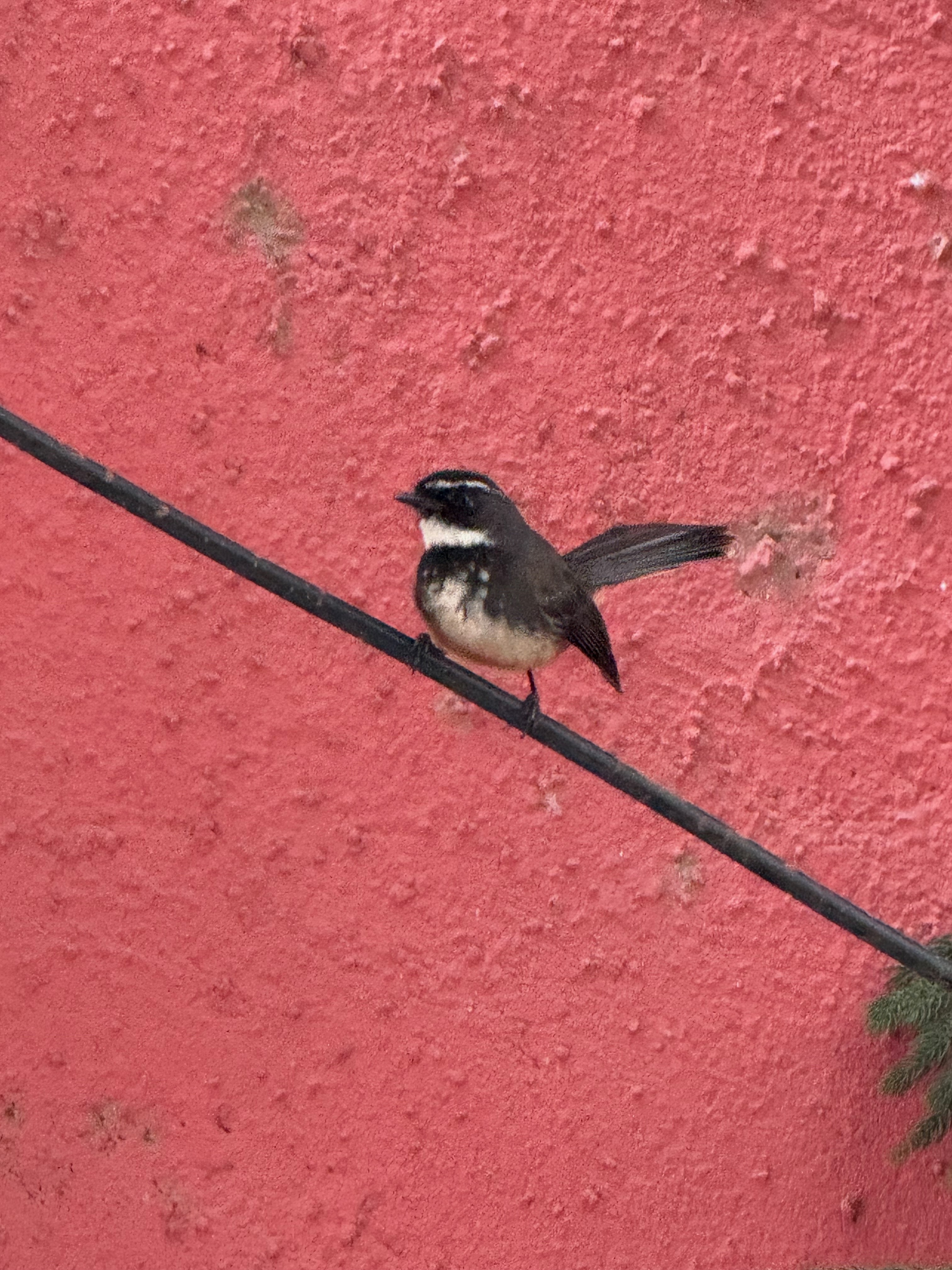 White-browned fantail