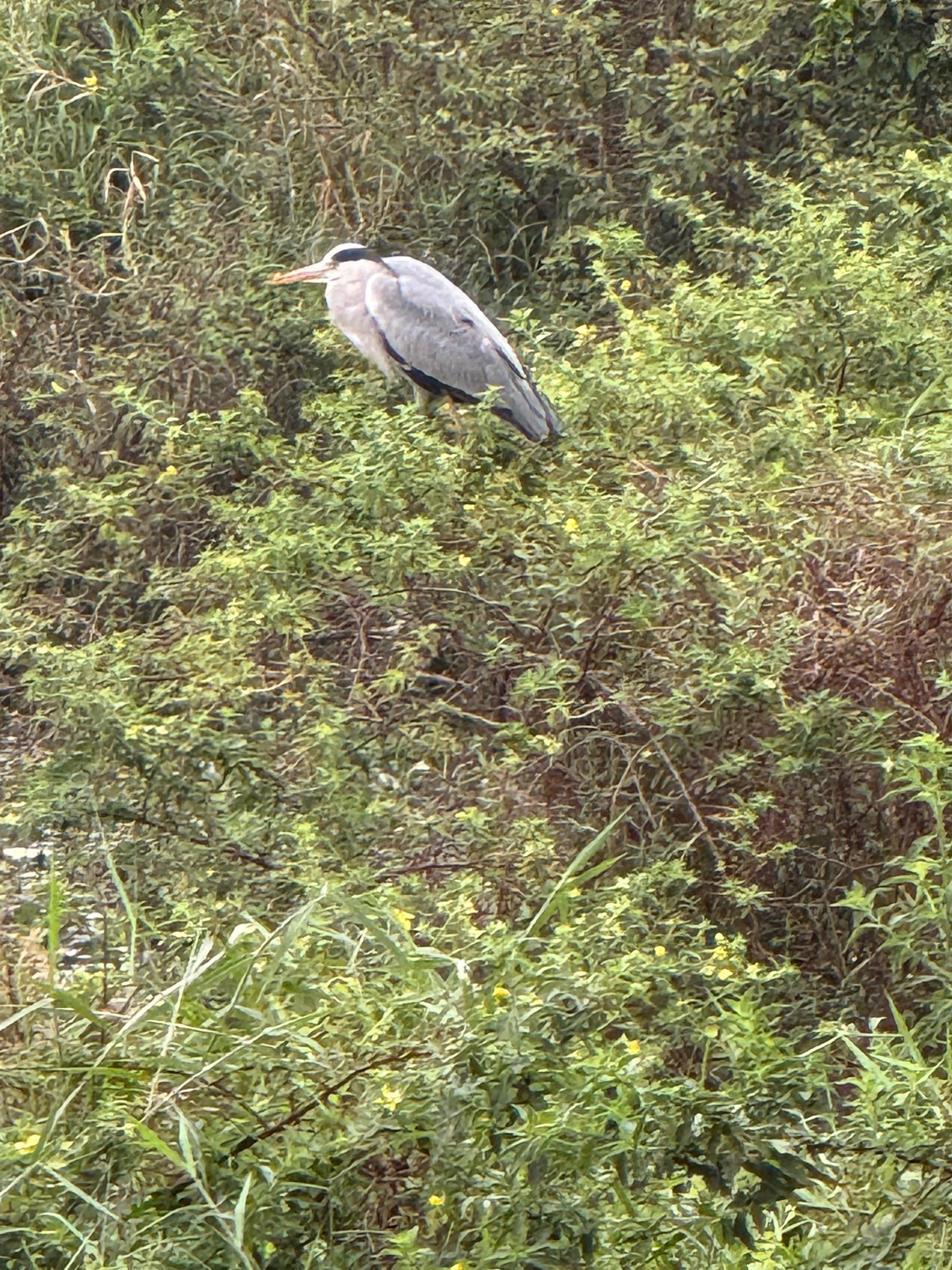 grey heron