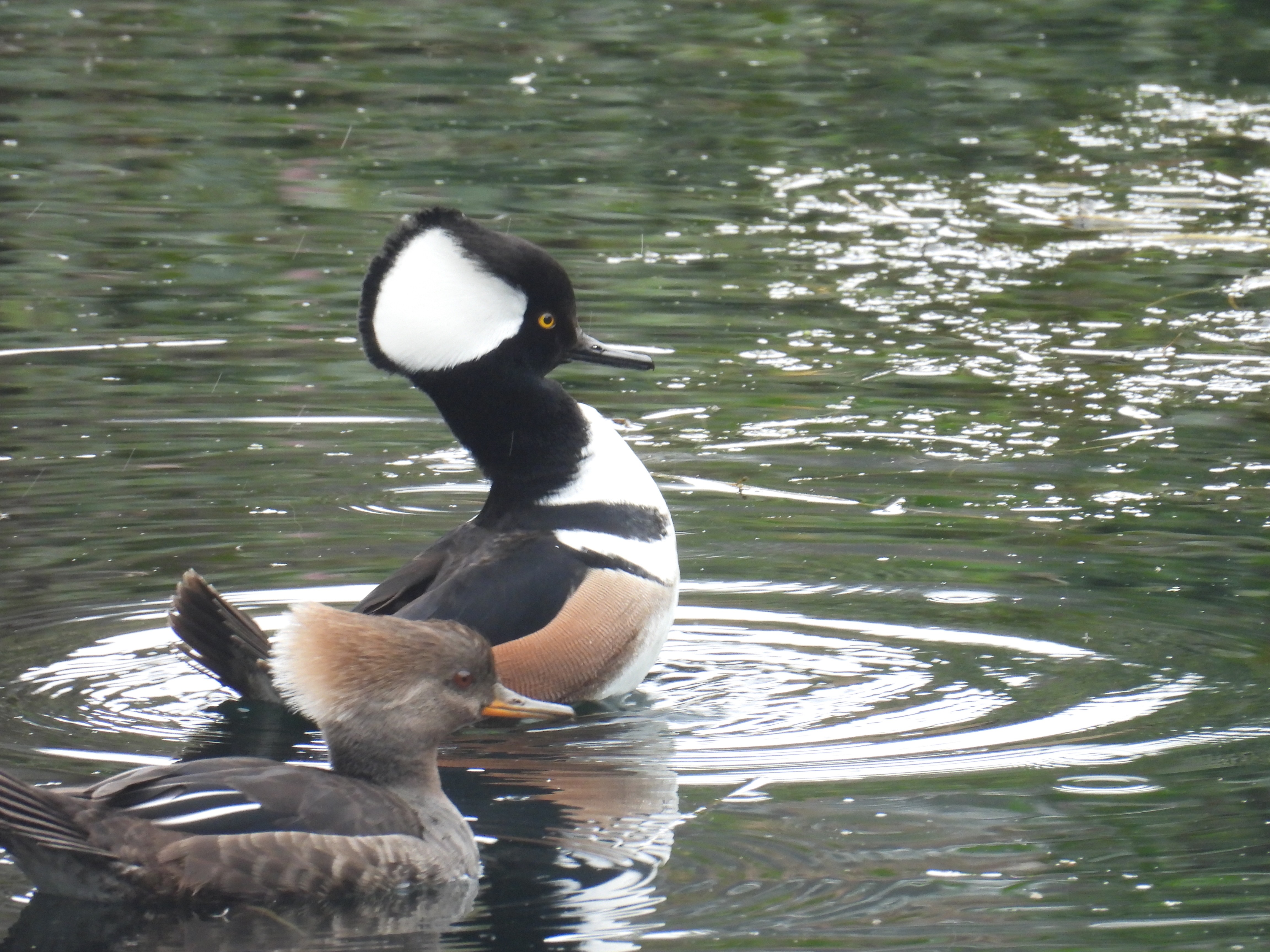 hooded merganser
