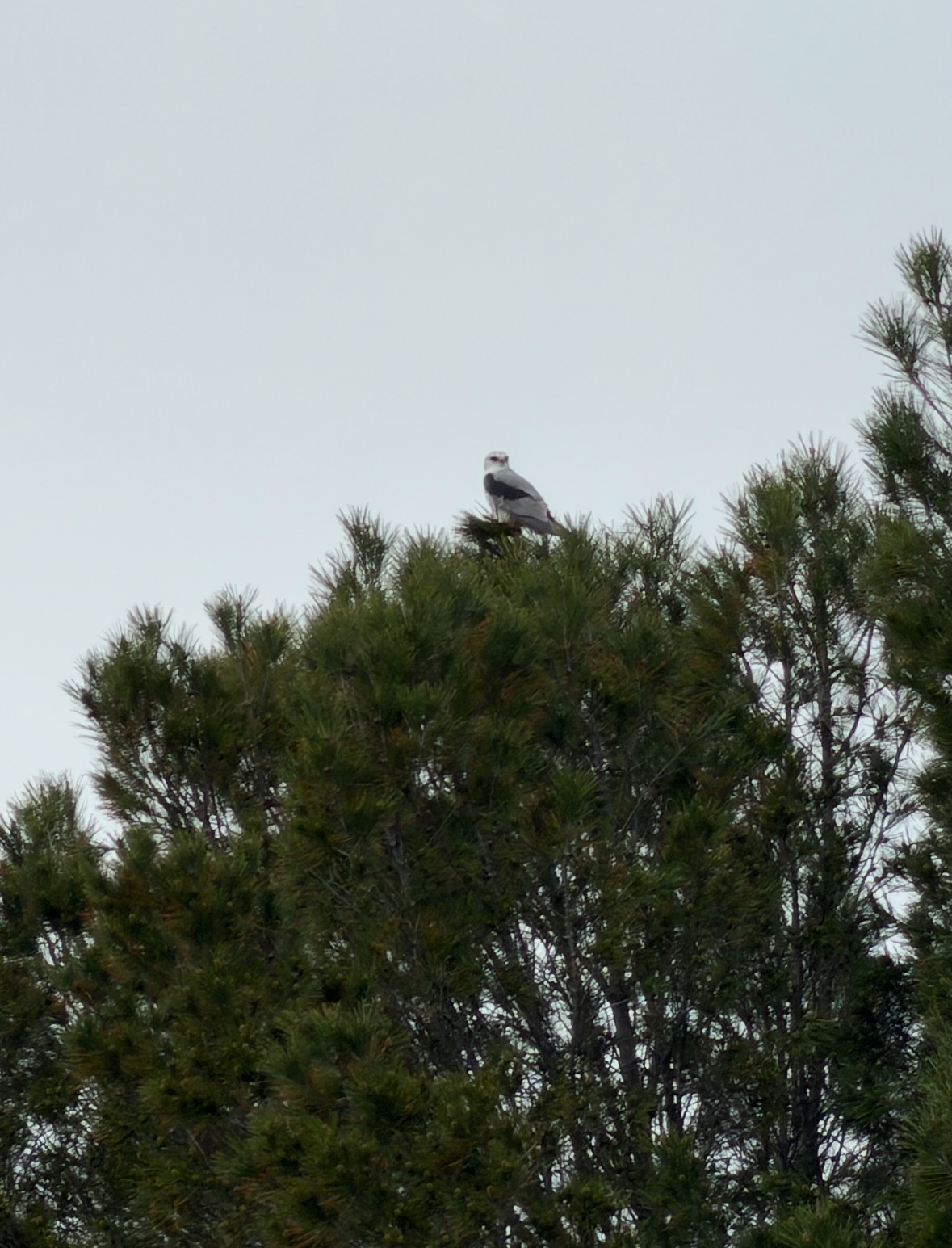 white-tailed kite
