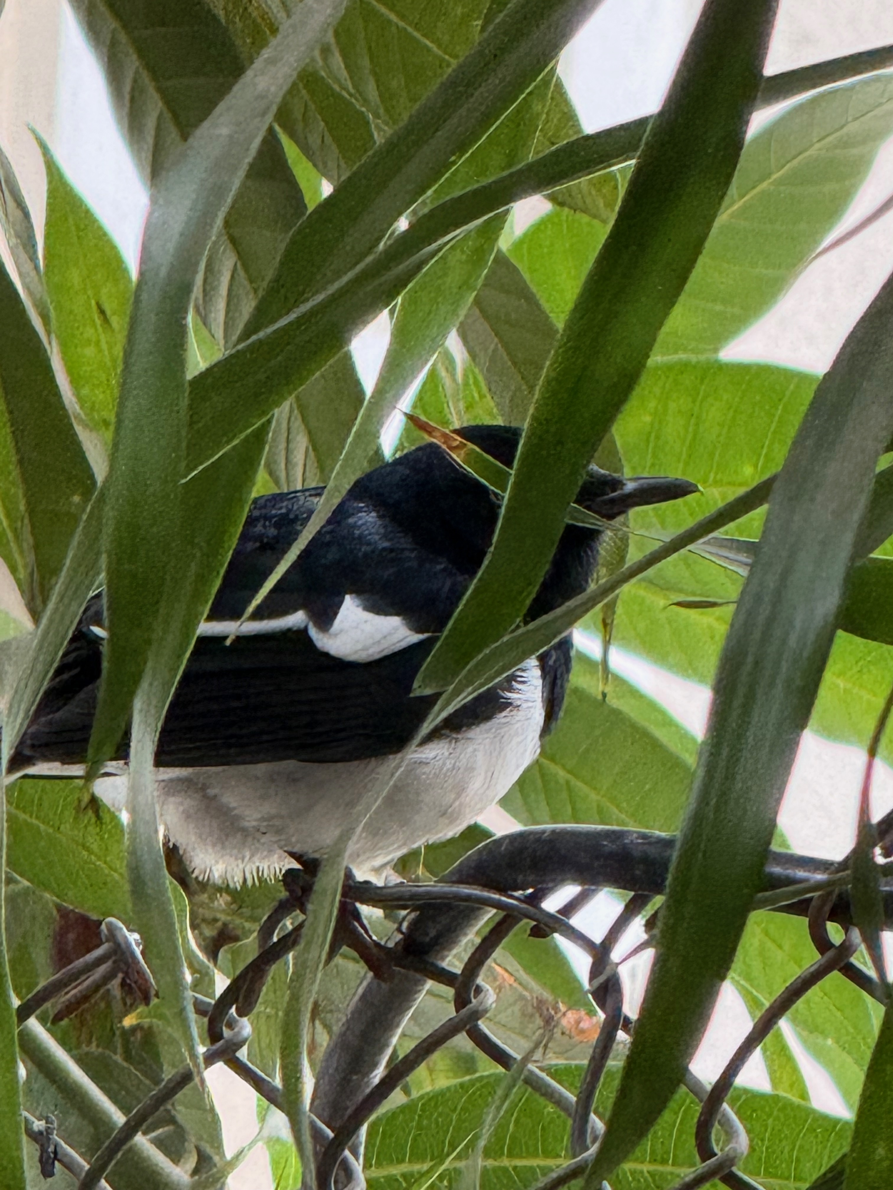oriental magpie robin