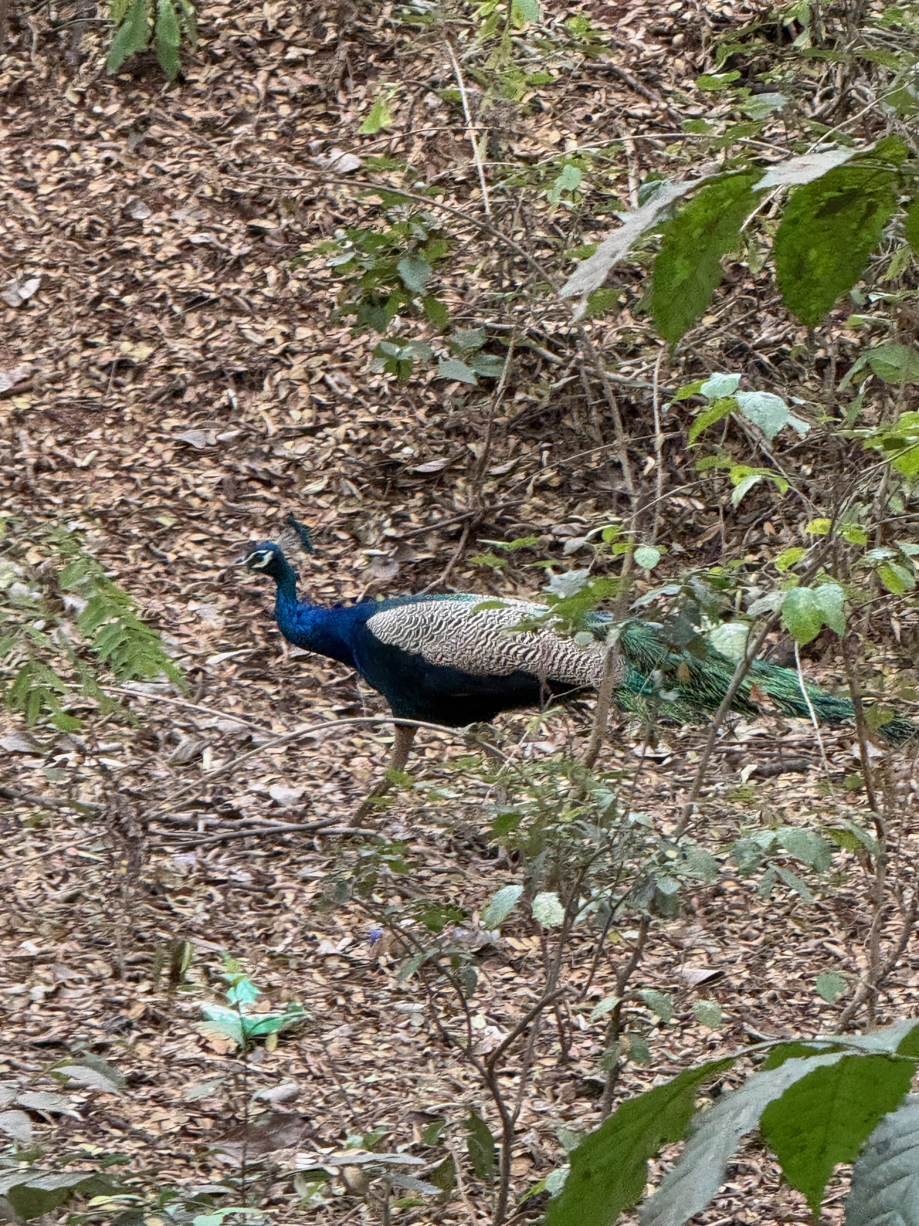 indian peafowl