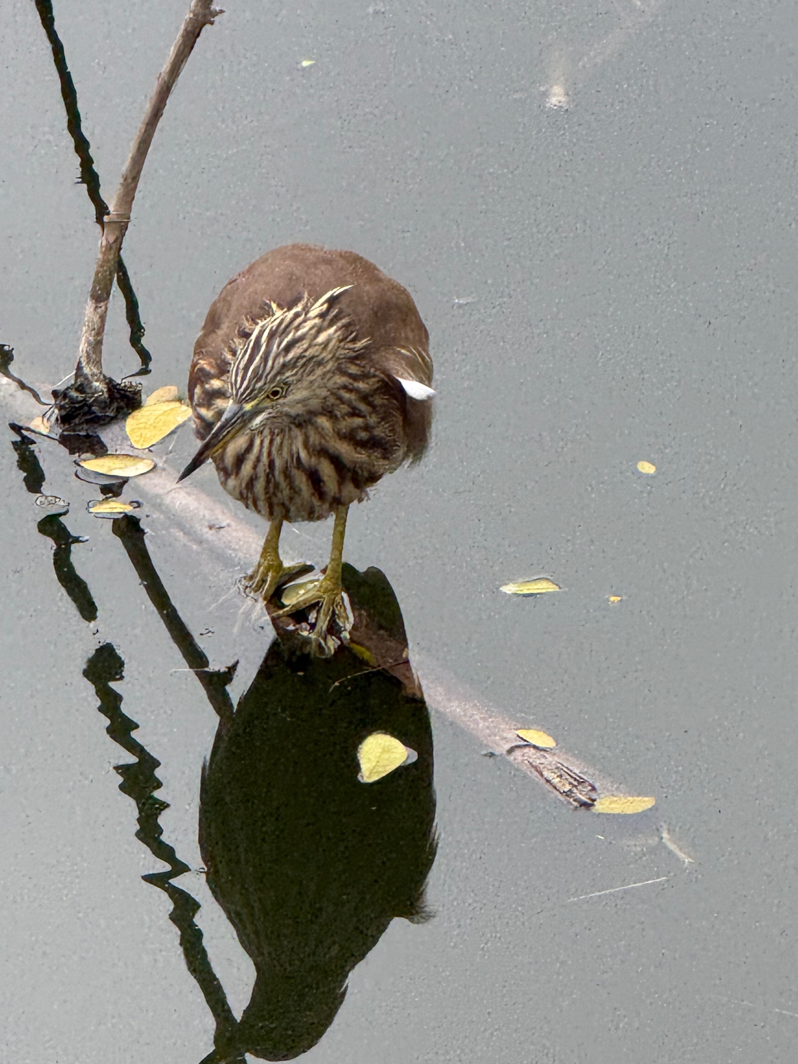indian pond heron