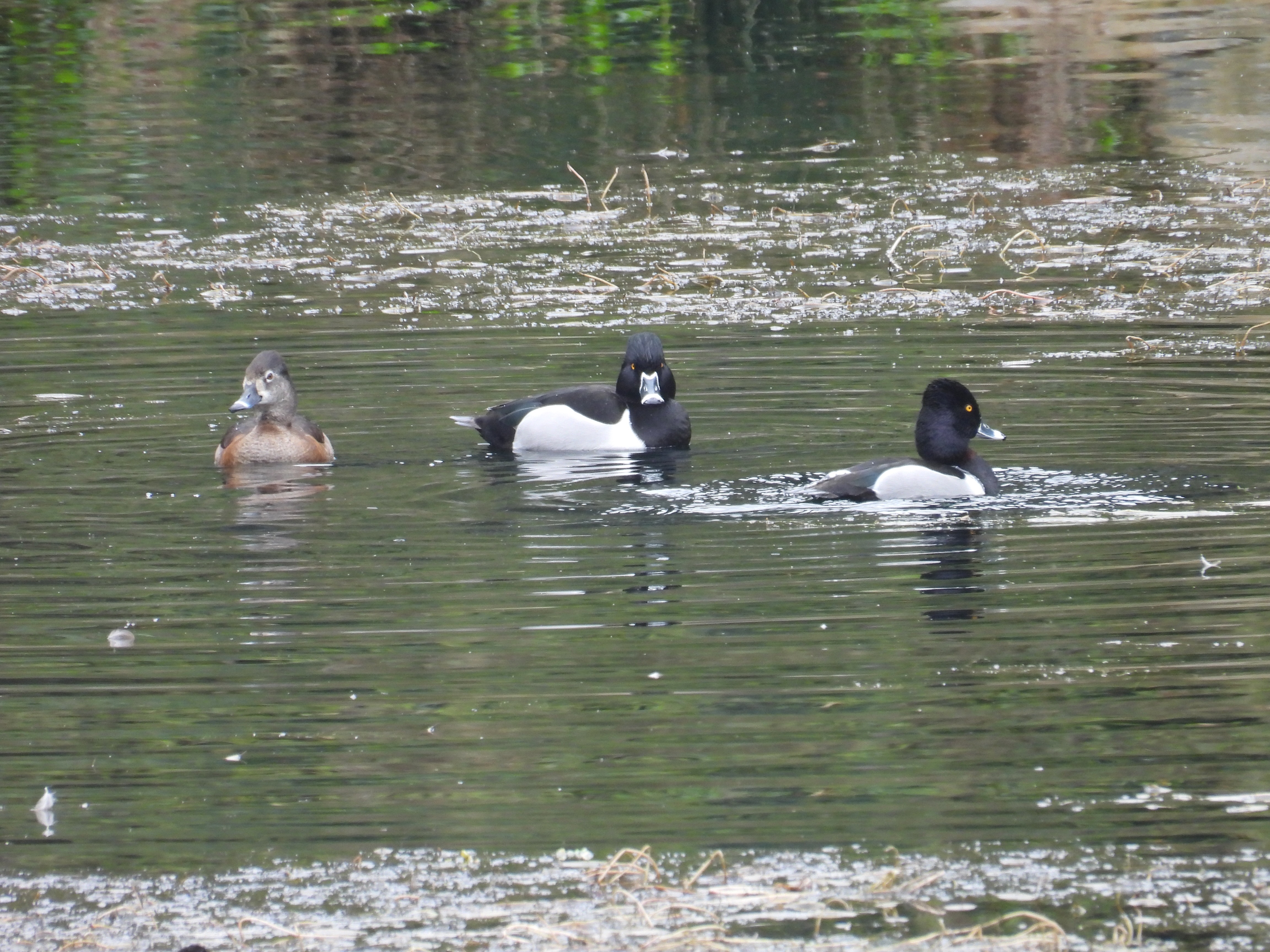 ring-necked duck